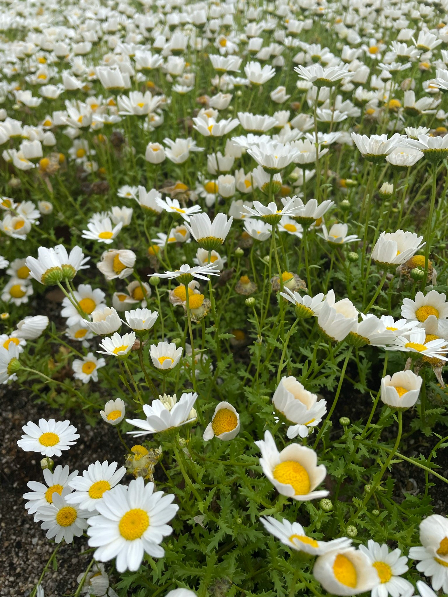 A field of white daisies with yellow centers blooming abundantly