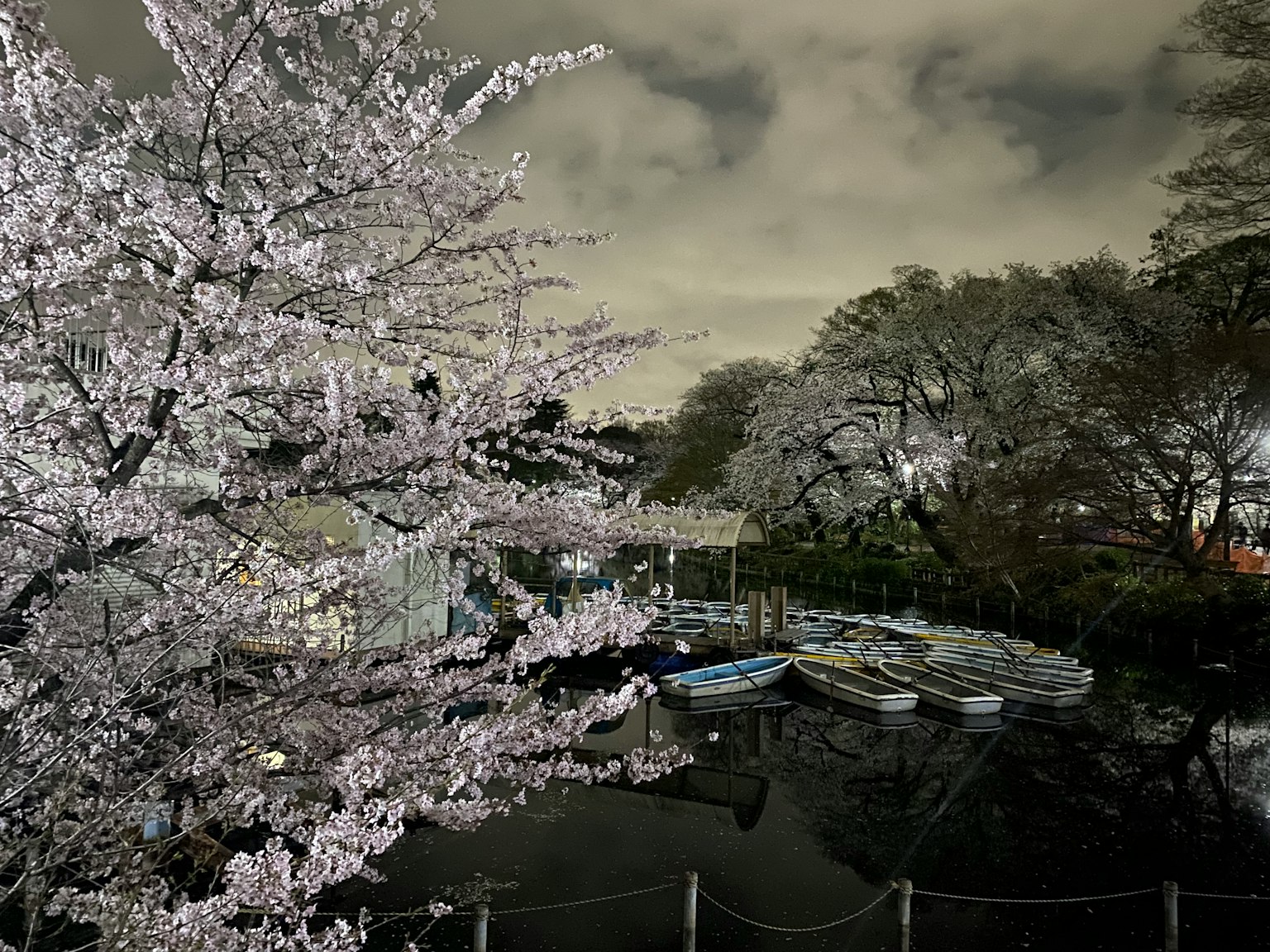 Pemandangan tenang dengan pohon sakura dan perahu
