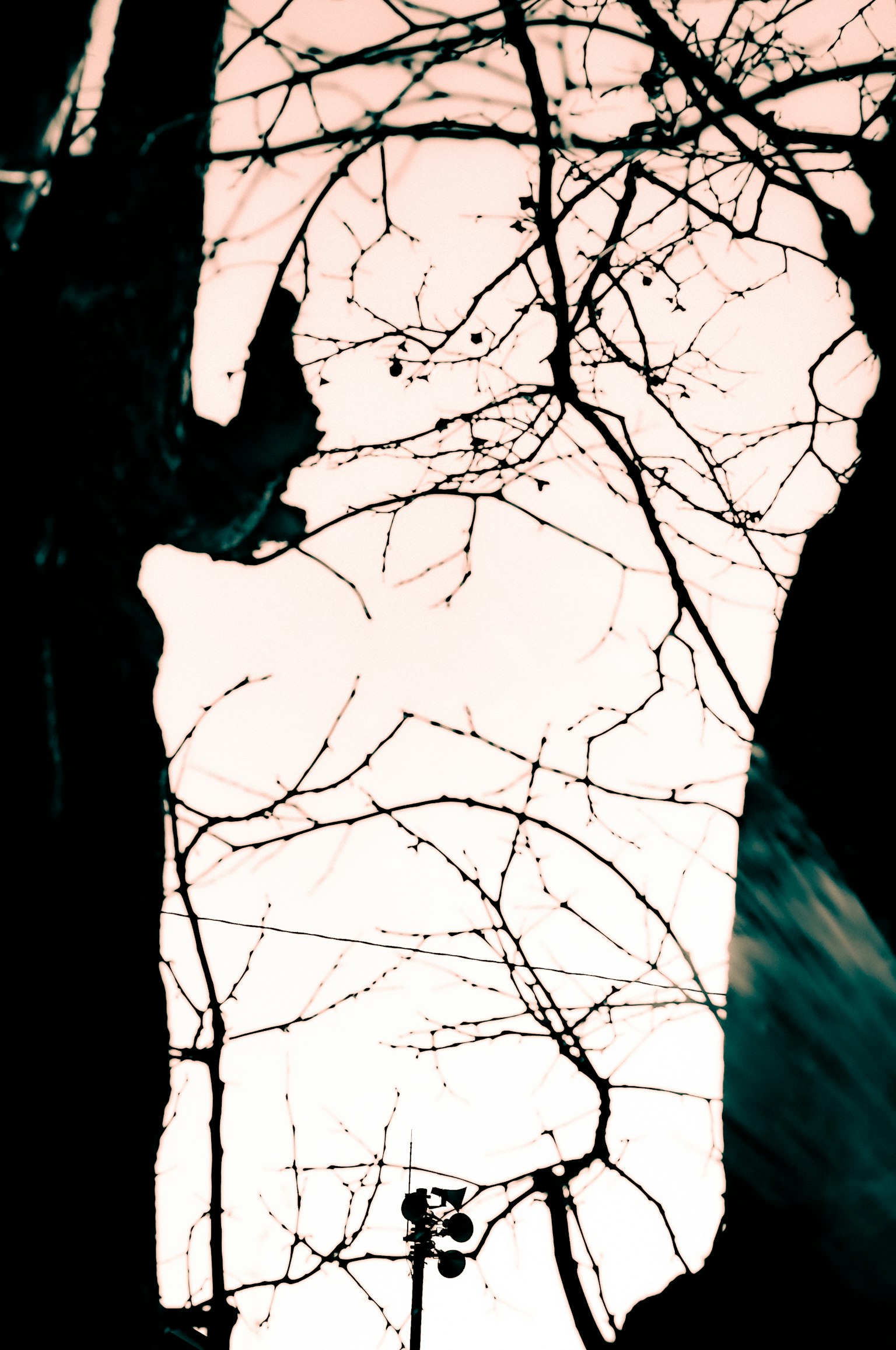Image abstraite de branches d'arbres contrastant avec un fond doux