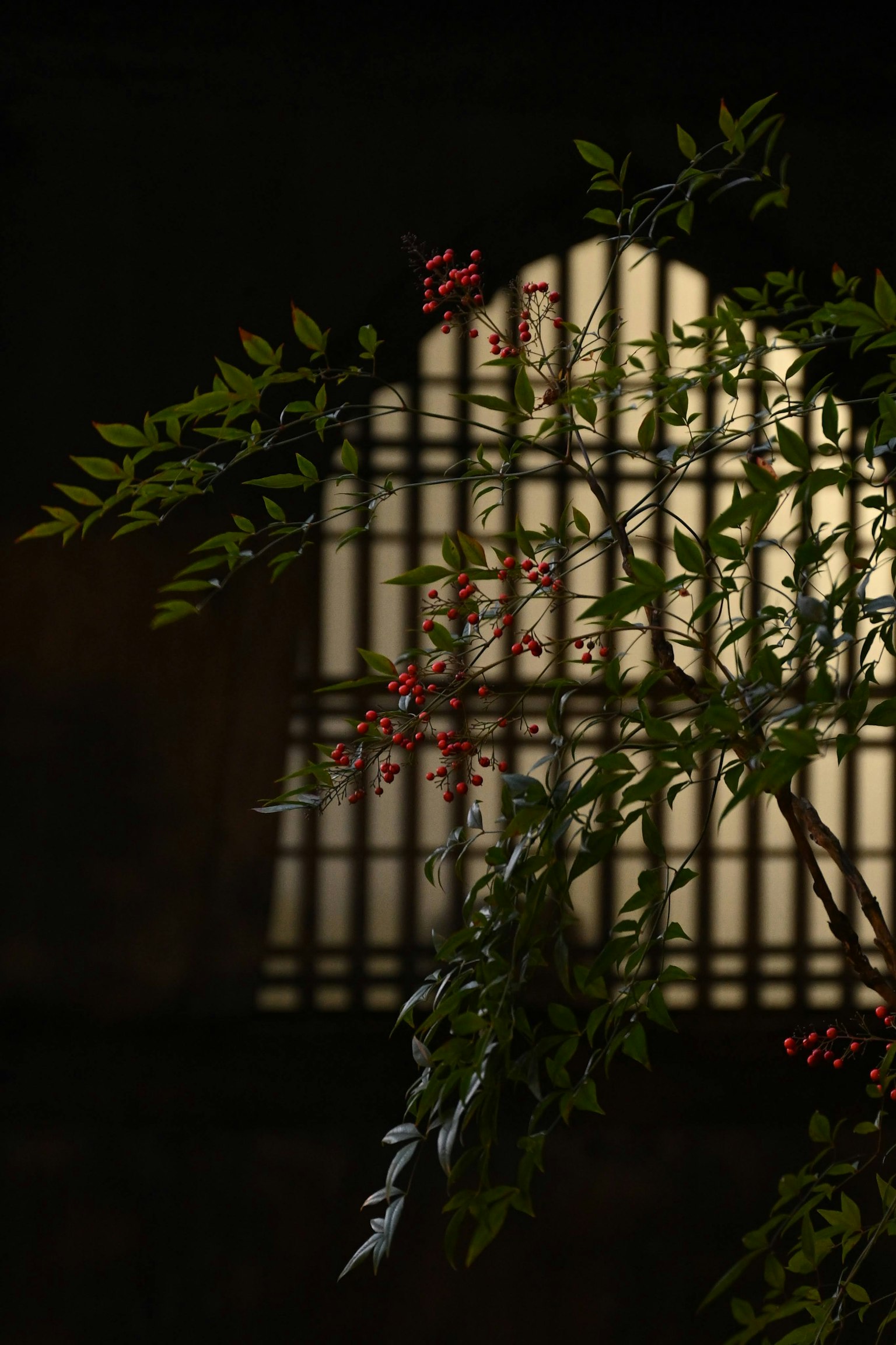 Treillis de fenêtre illuminé avec des branches et des fleurs rouges