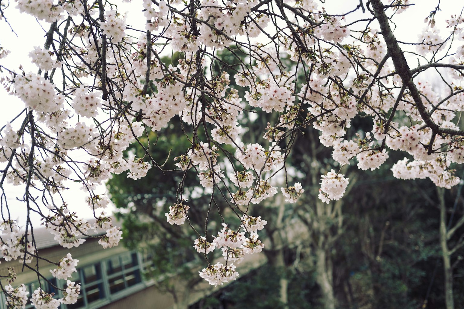 櫻花盛開的枝條特寫以及背景建築