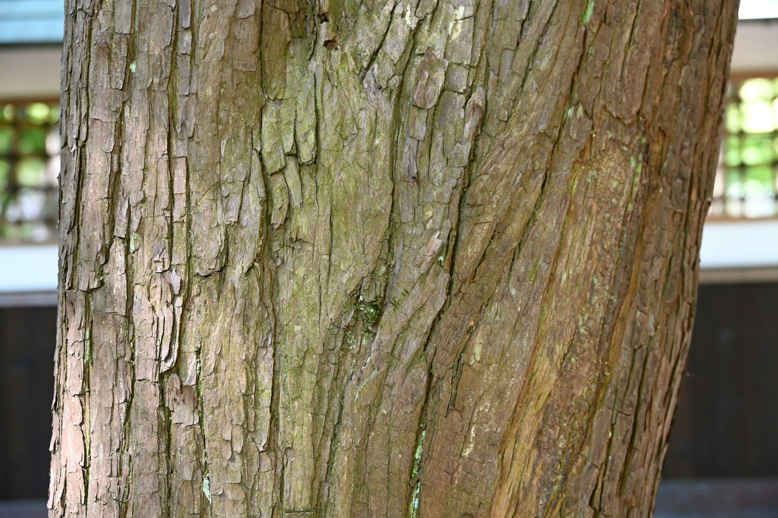 Textura y patrón detallados de un tronco de árbol