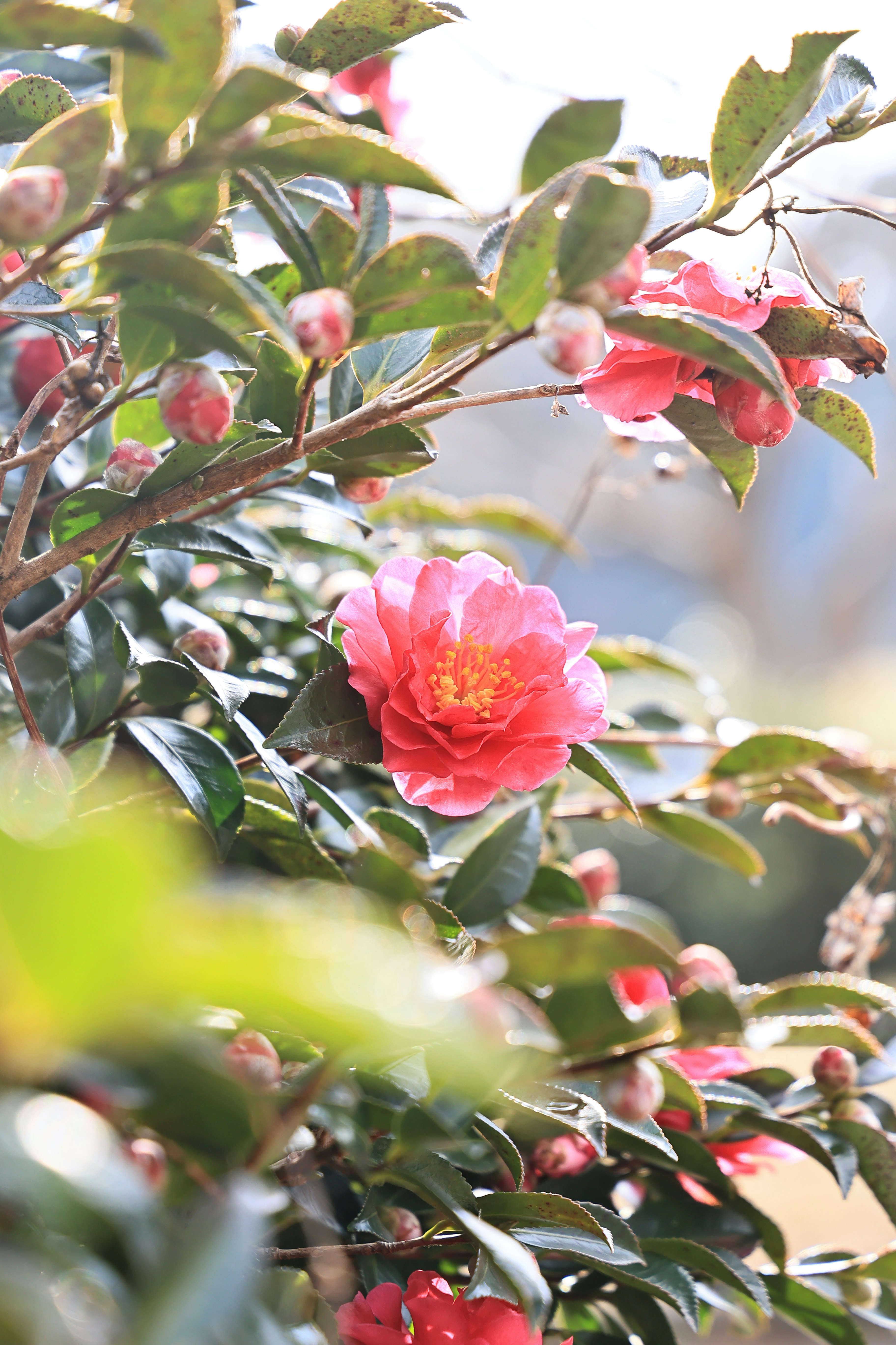 新春の山茶花の花とつぼみが枝に咲く庭先