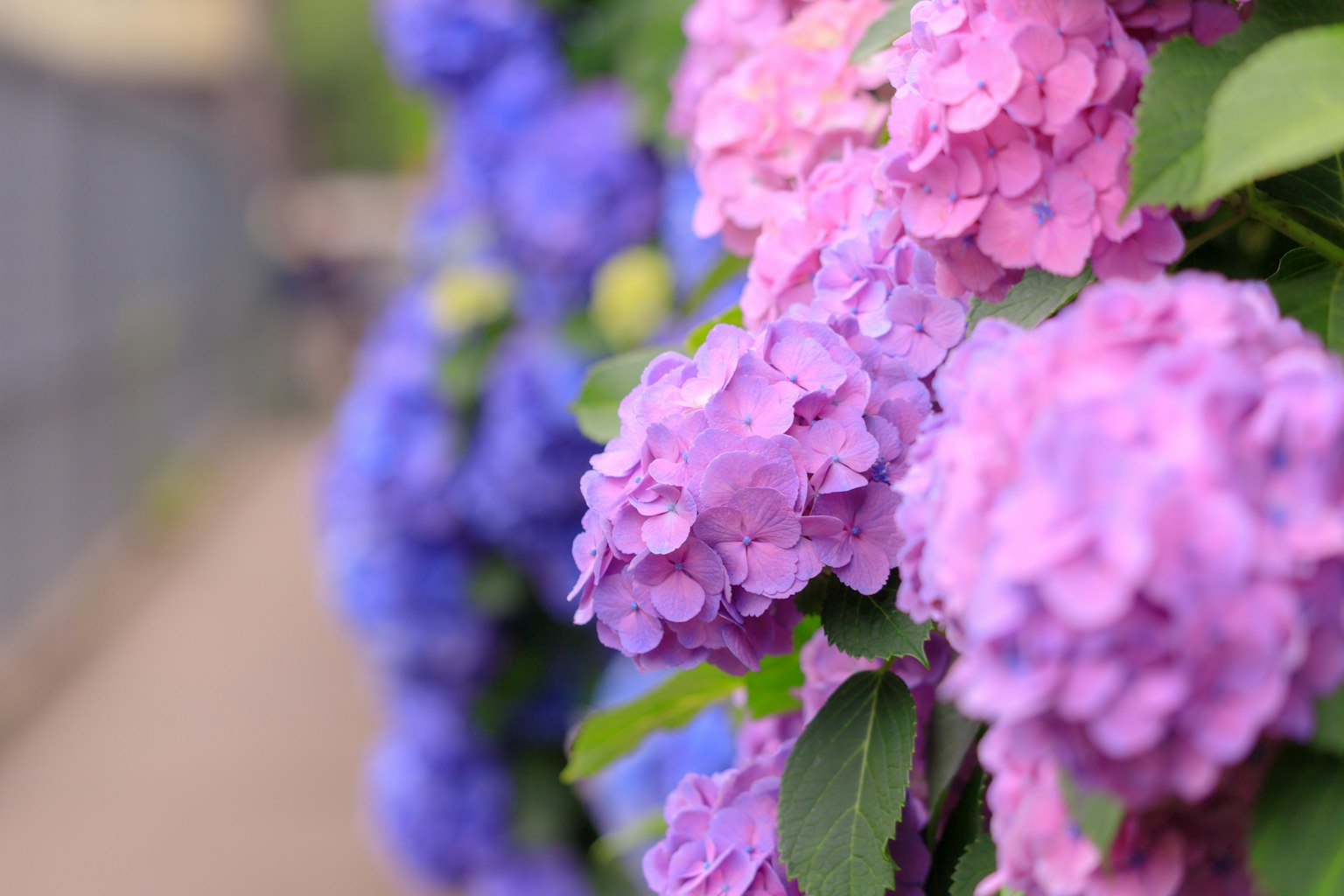 Kedekatan bunga hortensia merah muda dan ungu