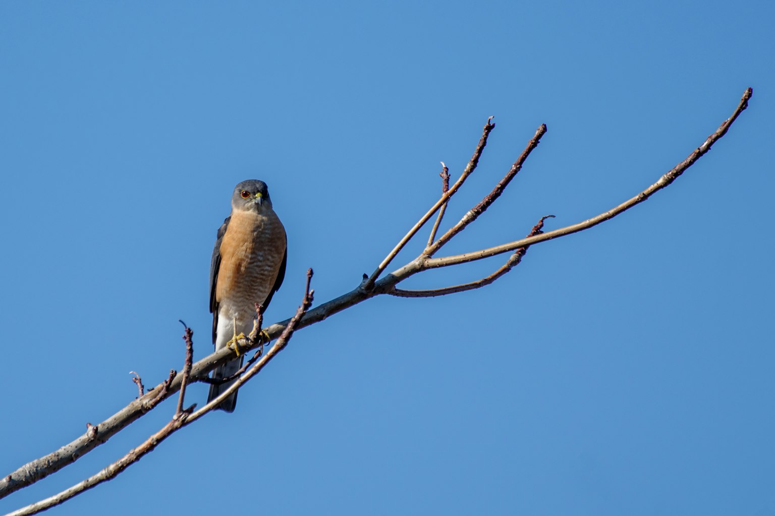 Pájaro posado en una rama contra un cielo azul