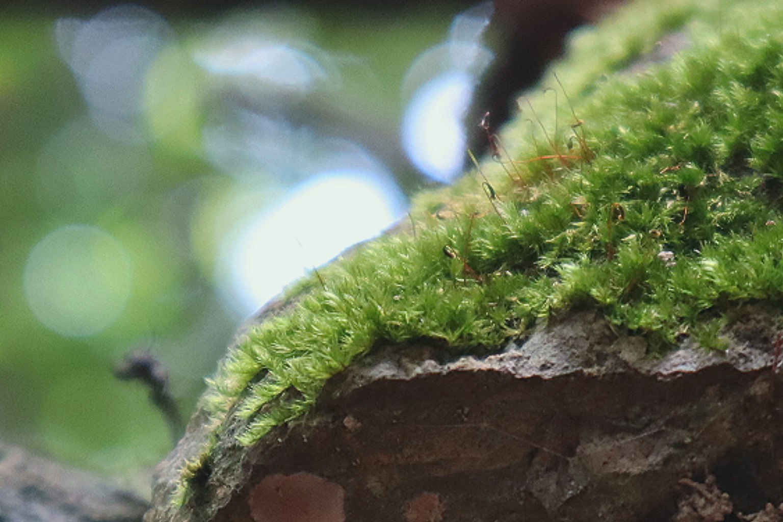 Imagen en primer plano de musgo verde en un tronco de árbol