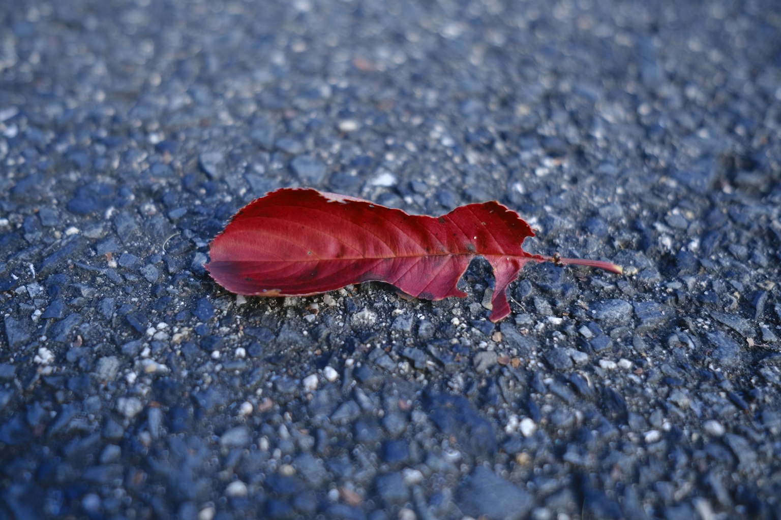 一片紅葉靜靜地放在瀝青表面
