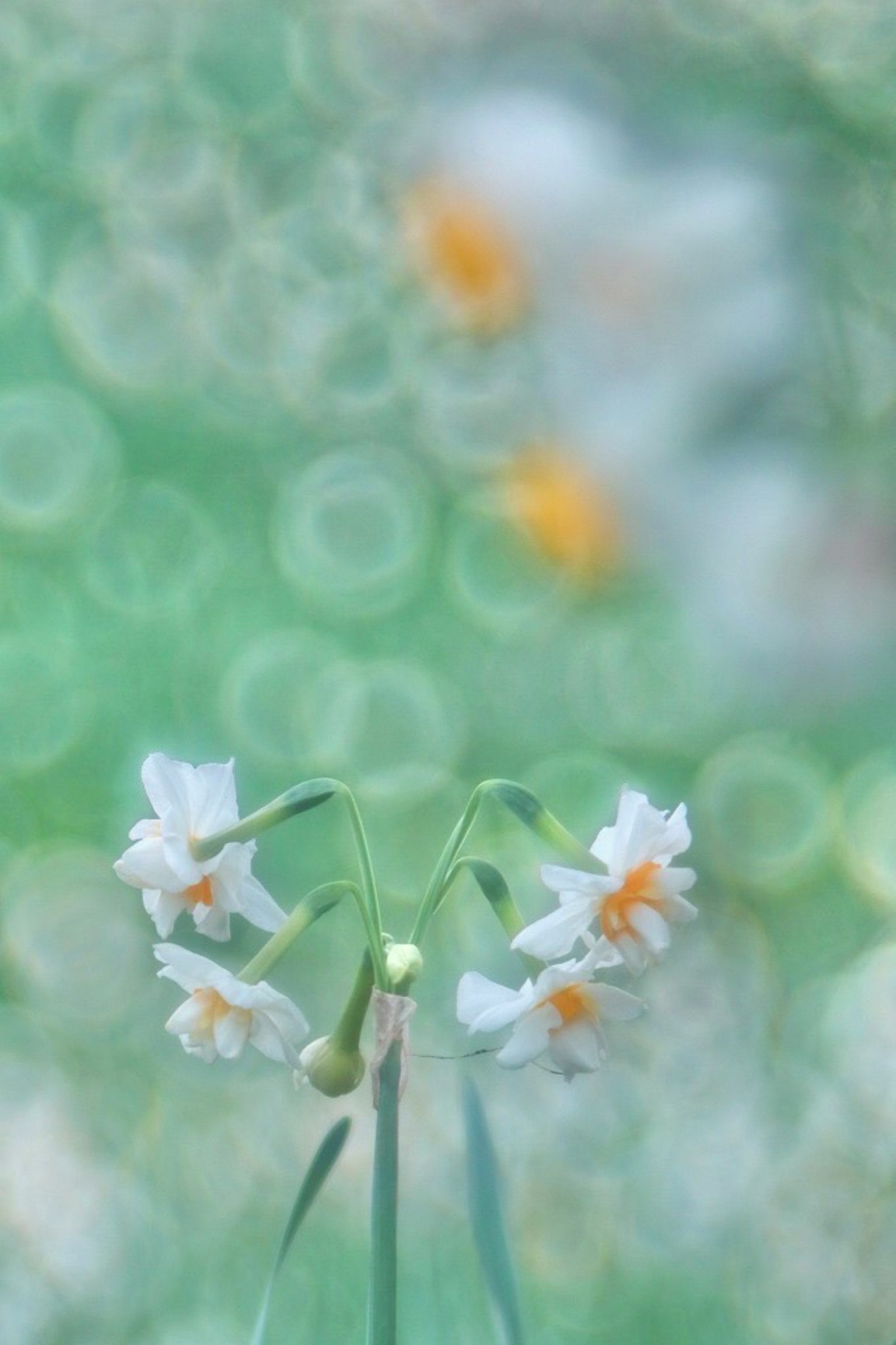 ภาพดอกไม้สีขาวบนพื้นหลังสีเขียวอ่อนที่มีบรรยากาศแปลกตา