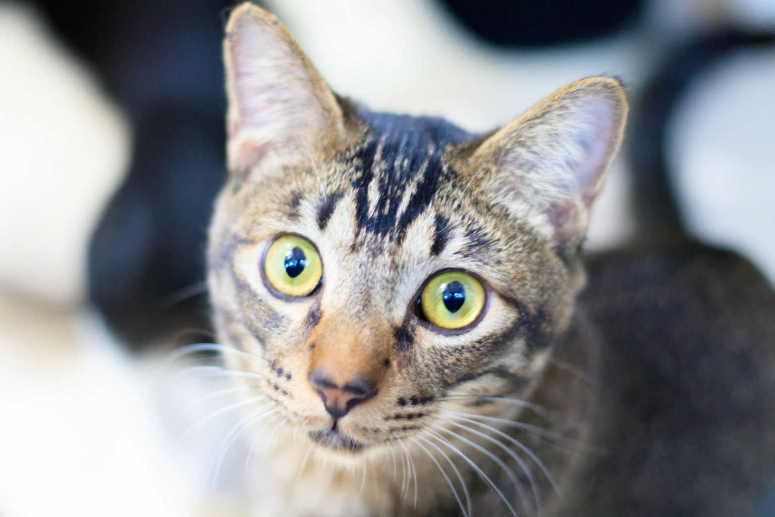 Close-up kucing dengan pola garis mencolok dan mata hijau besar