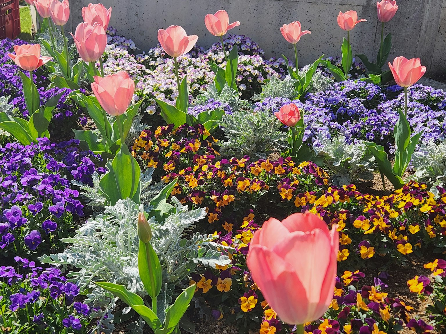 一個美麗的花園場景，盛開著五顏六色的鬱金香和各種花卉