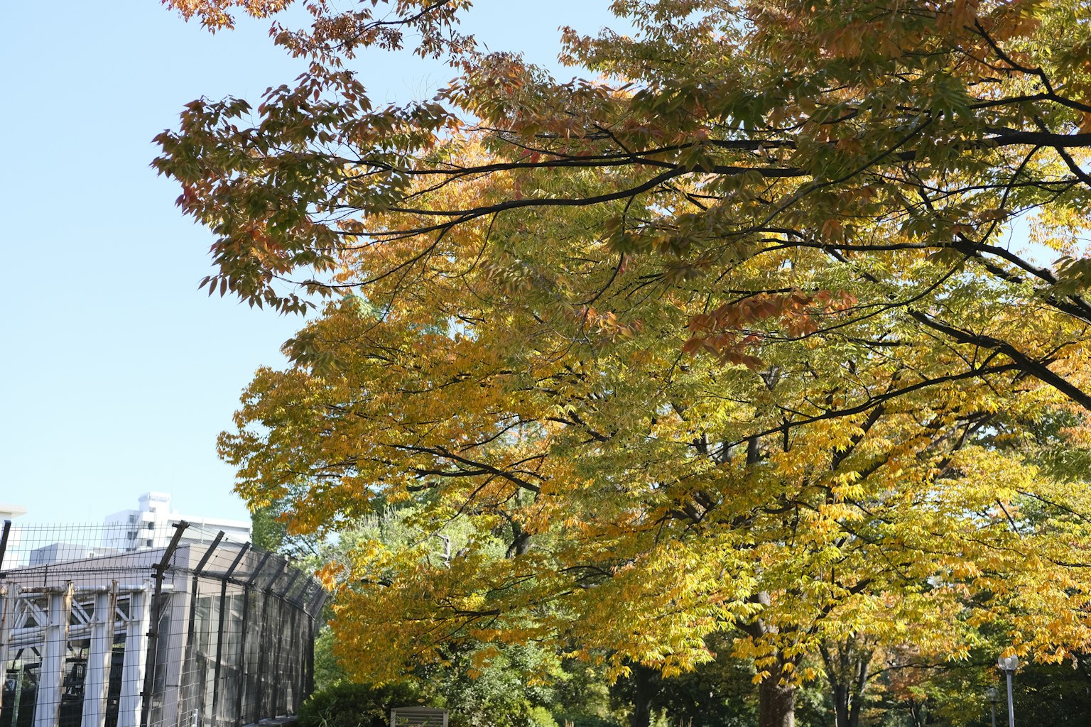 Bäume mit herbstlicher Laubfärbung vor blauem Himmel