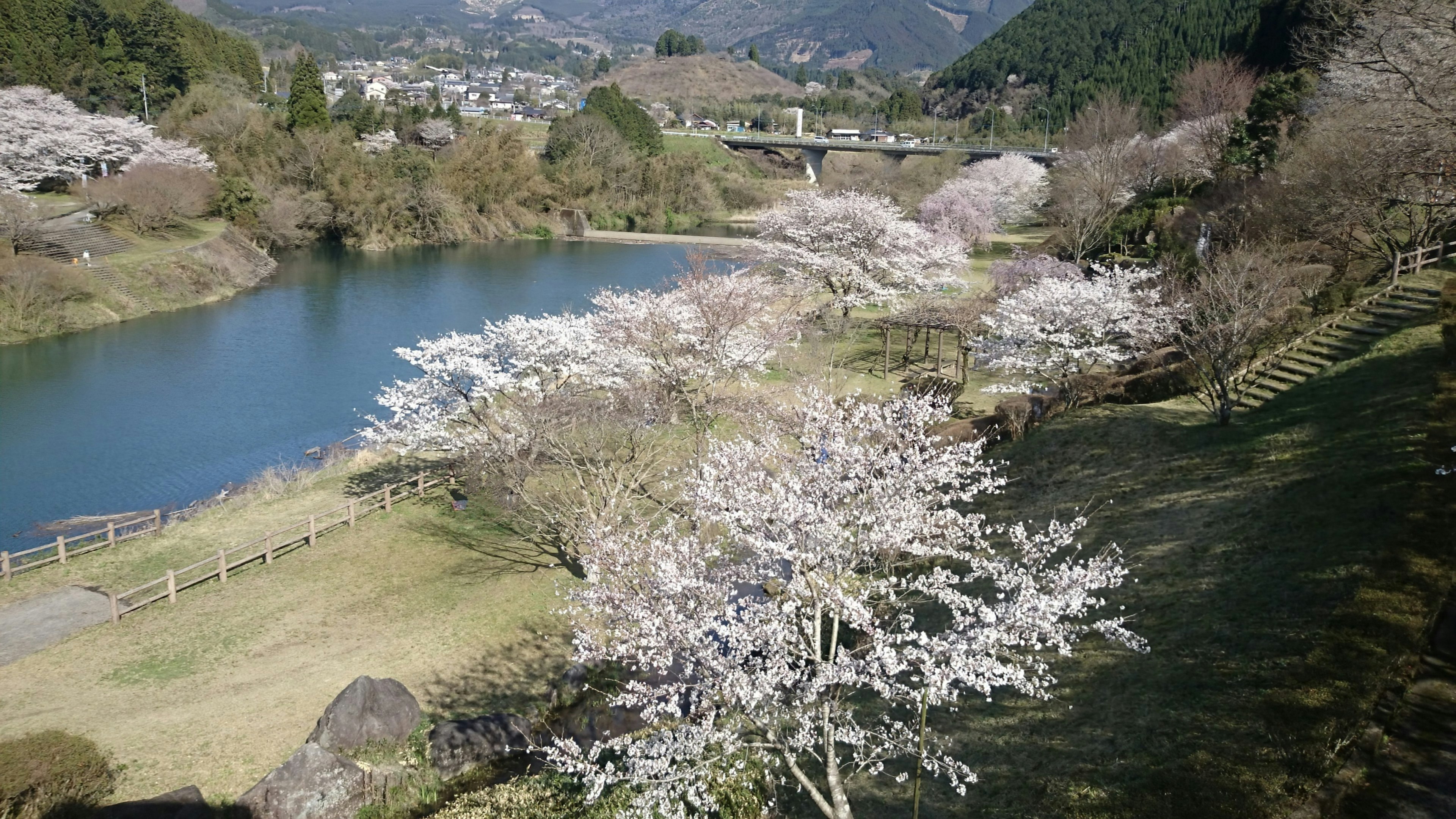 Cherry blossoms along the Kuma River landscape