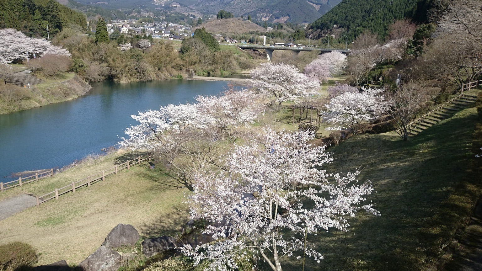 河边盛开的樱花树的风景