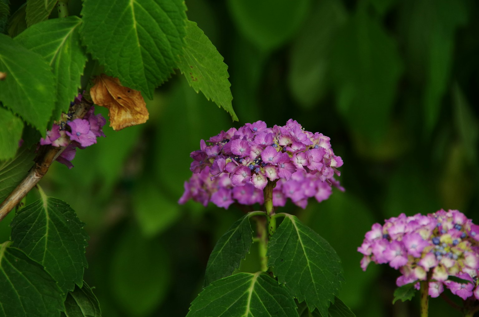 Primo piano di fiori viola tra foglie verdi