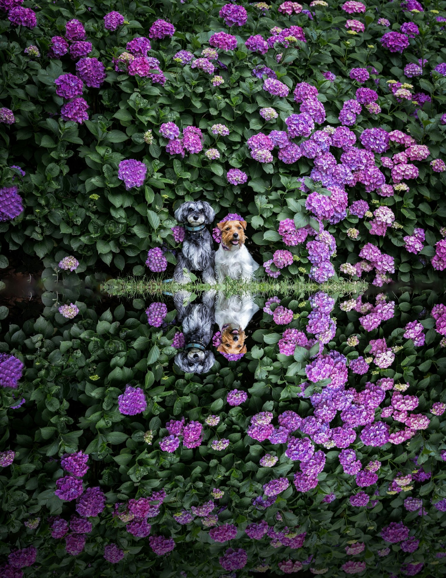 Una donna in piedi tra fiori viola vivaci