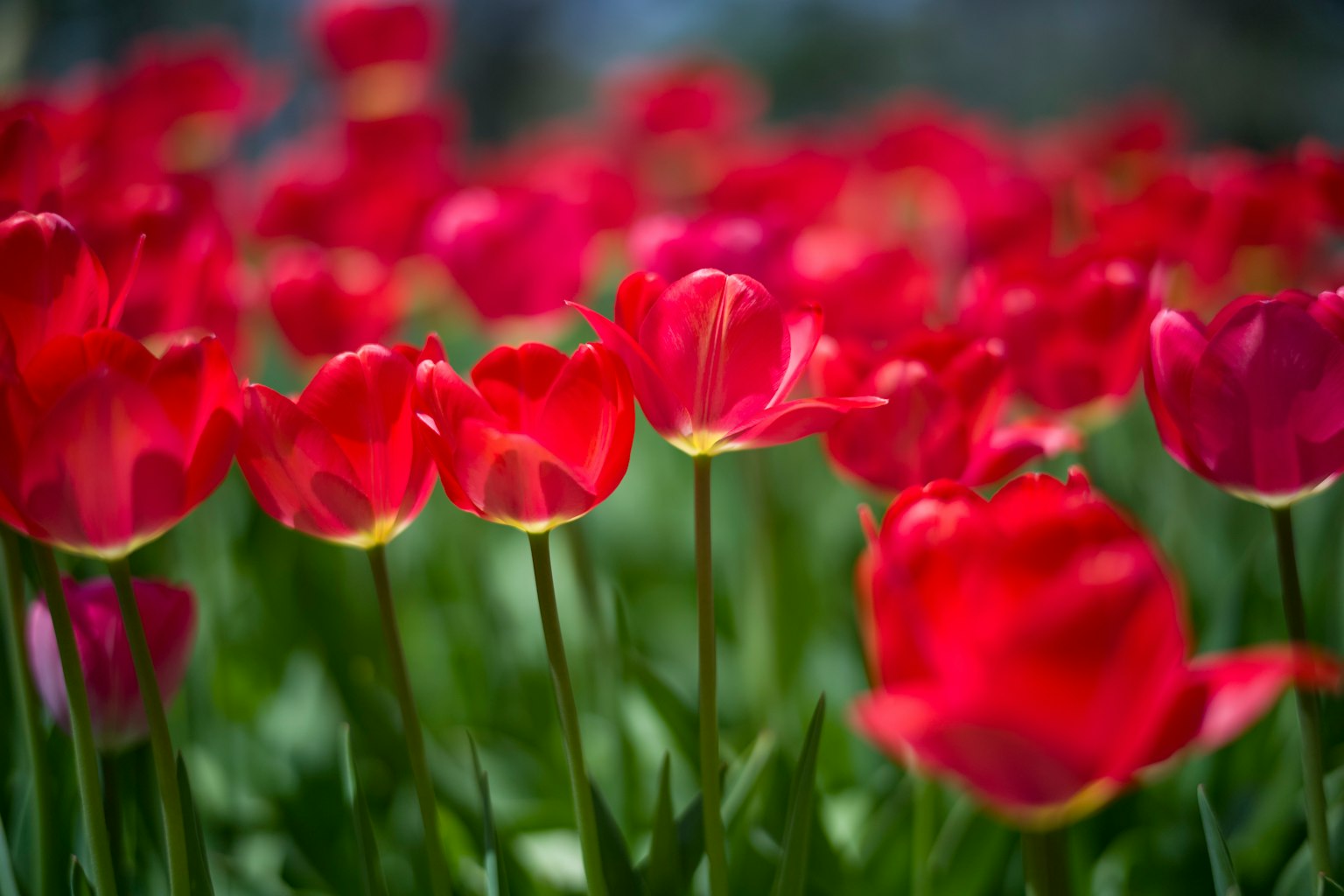 Vibrant red tulips blooming in a garden
