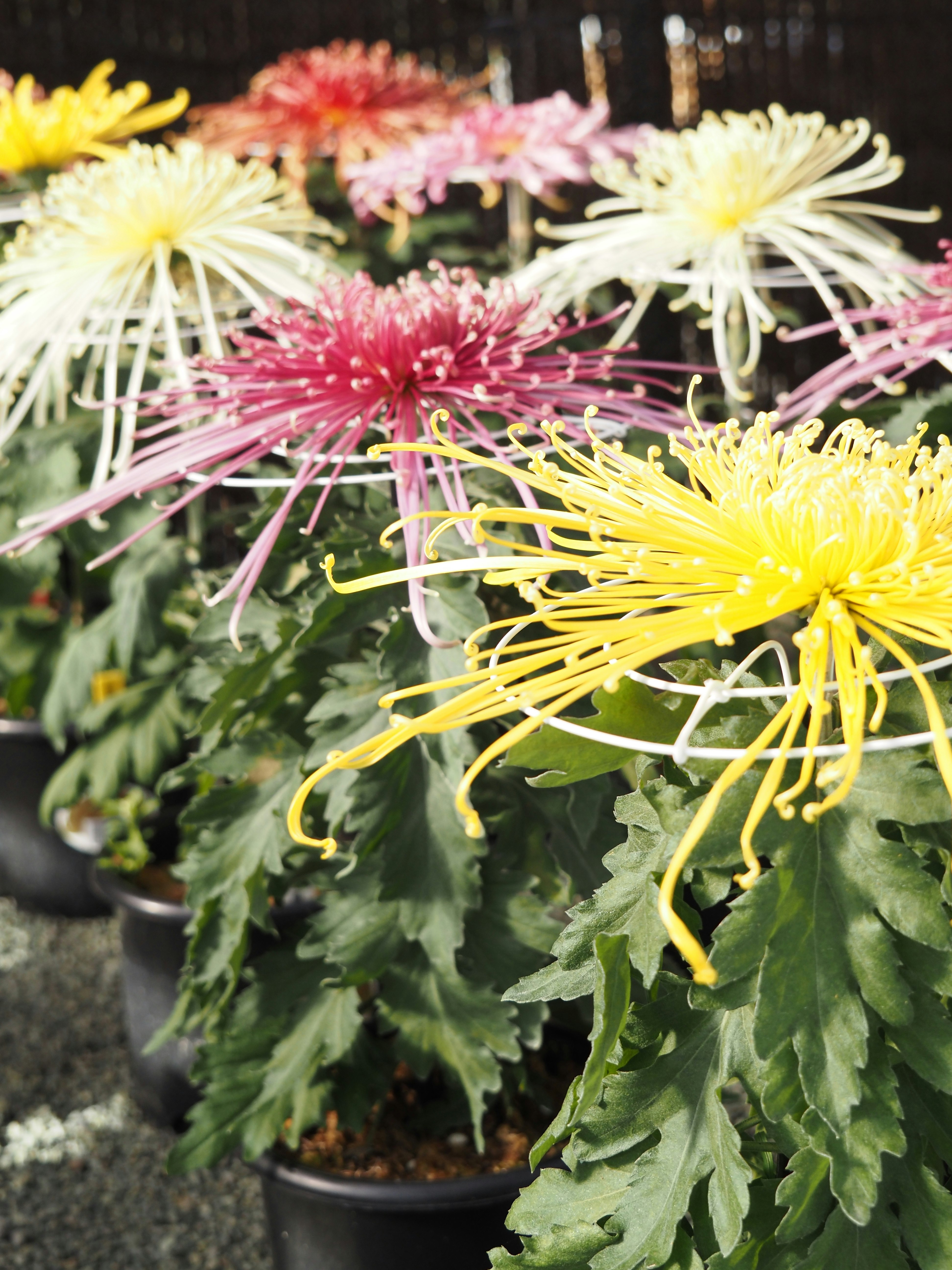菊の花の寄り添う花束のような鉢植え