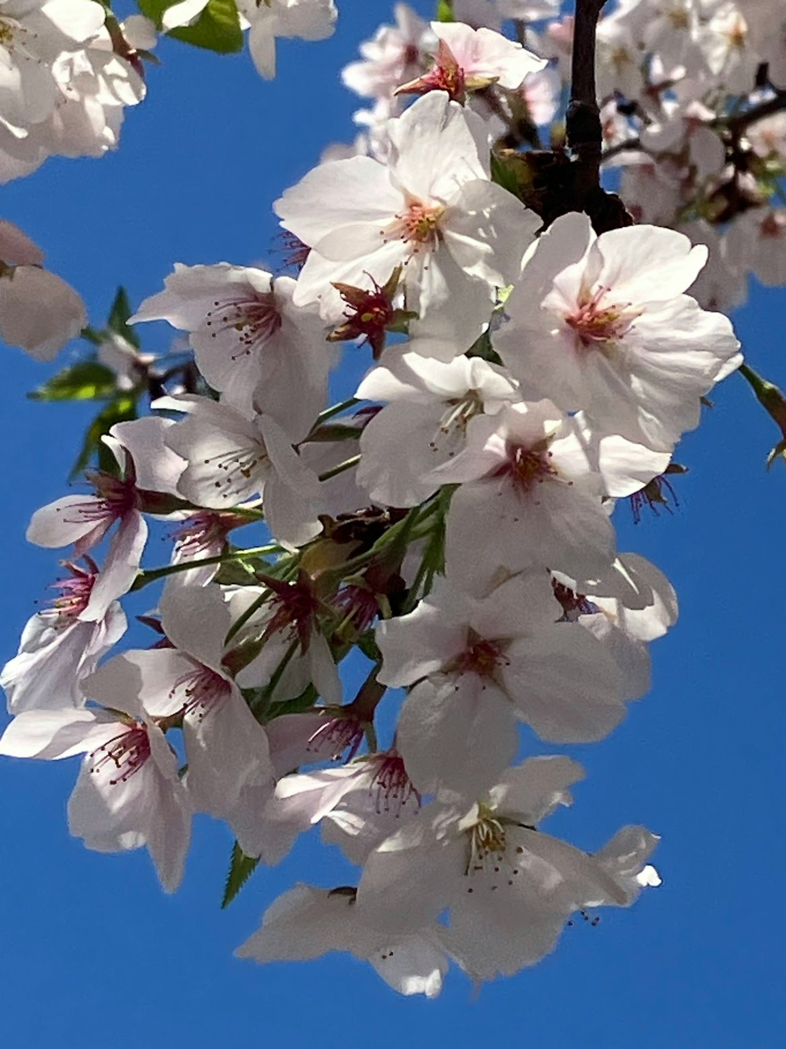 Close-up bunga sakura dengan latar belakang langit biru kelopak putih dan pusat merah muda