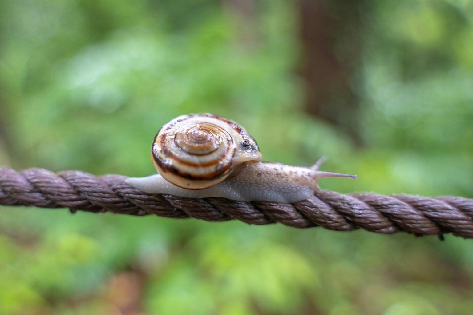 Nahaufnahme einer Schnecke, die sich auf einem Seil vor grünem Hintergrund bewegt