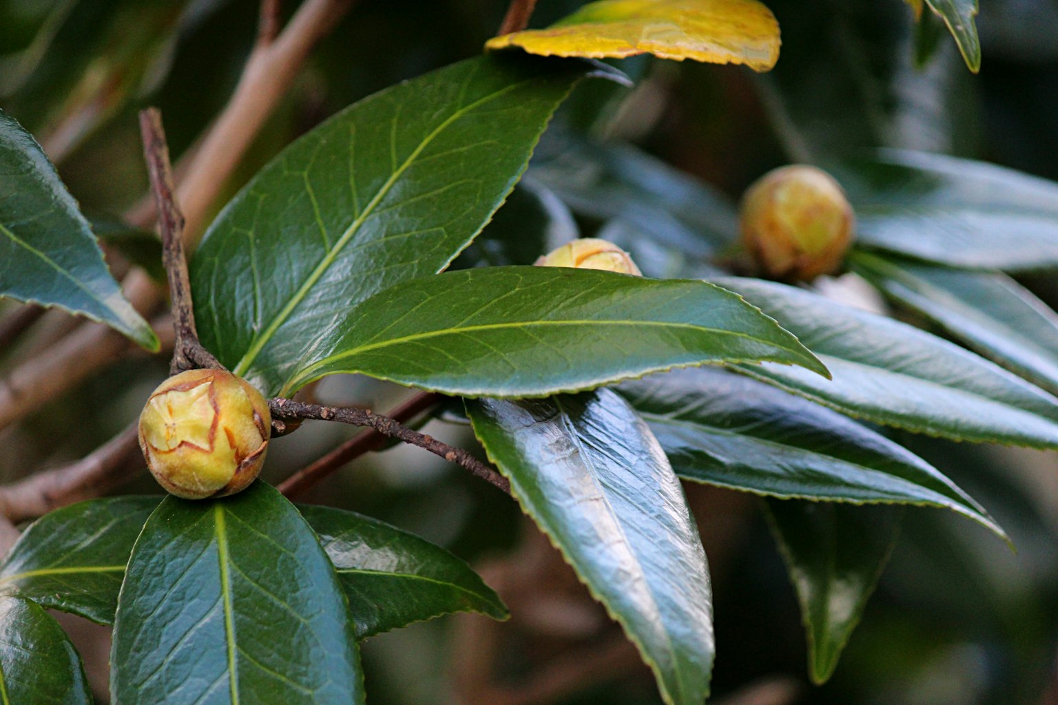 Nahaufnahme einer Pflanze mit glänzenden Blättern und Knospen