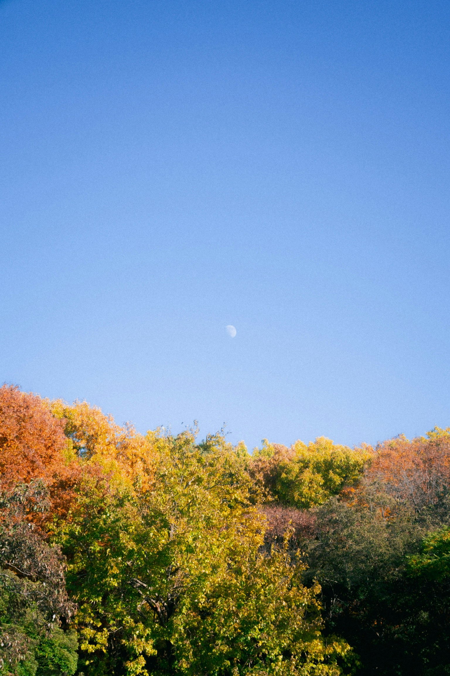 青空と秋の色づいた木々の風景 月が空に浮かぶ
