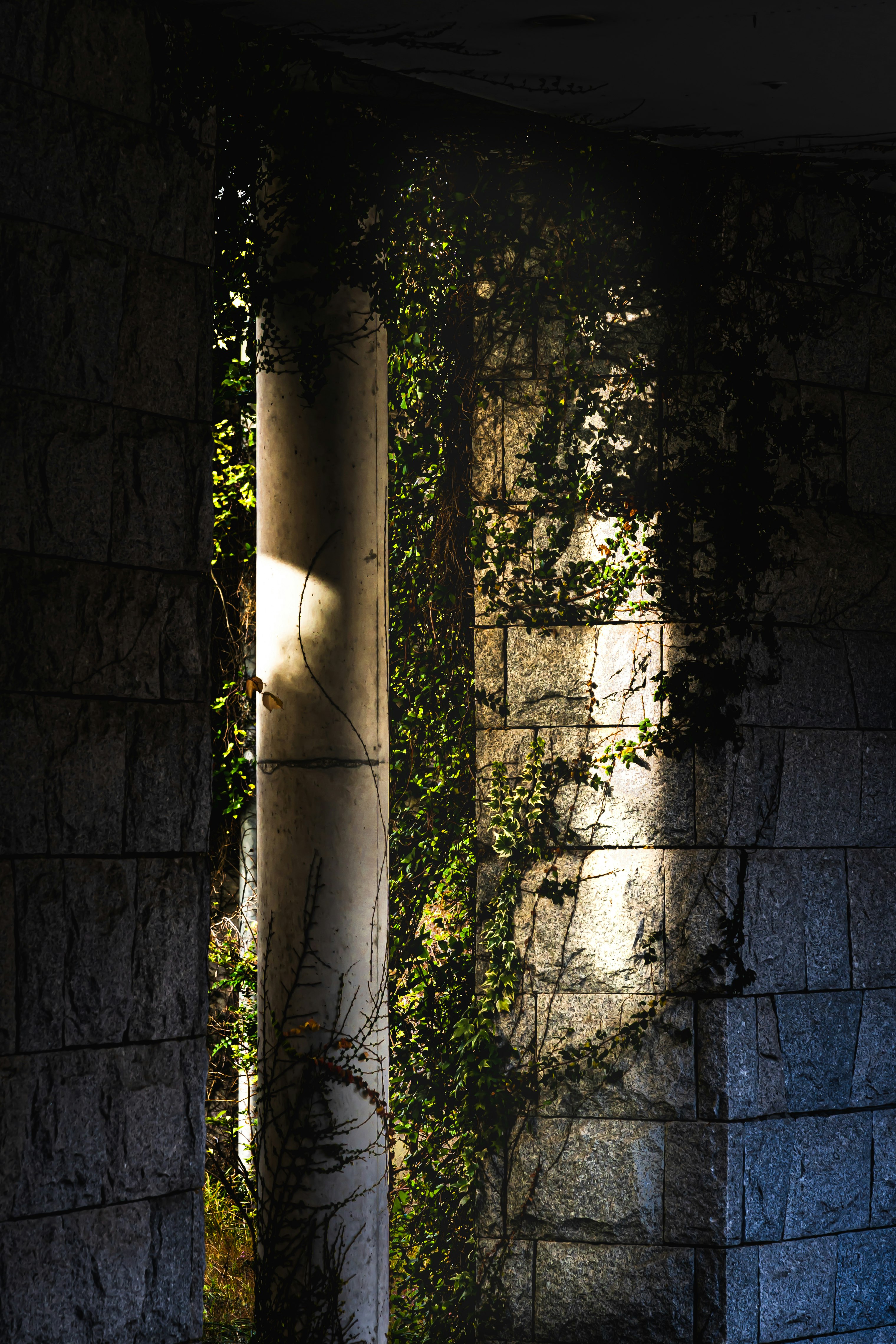 Rayons du soleil à travers des colonnes et des murs en pierre couverts de lierre