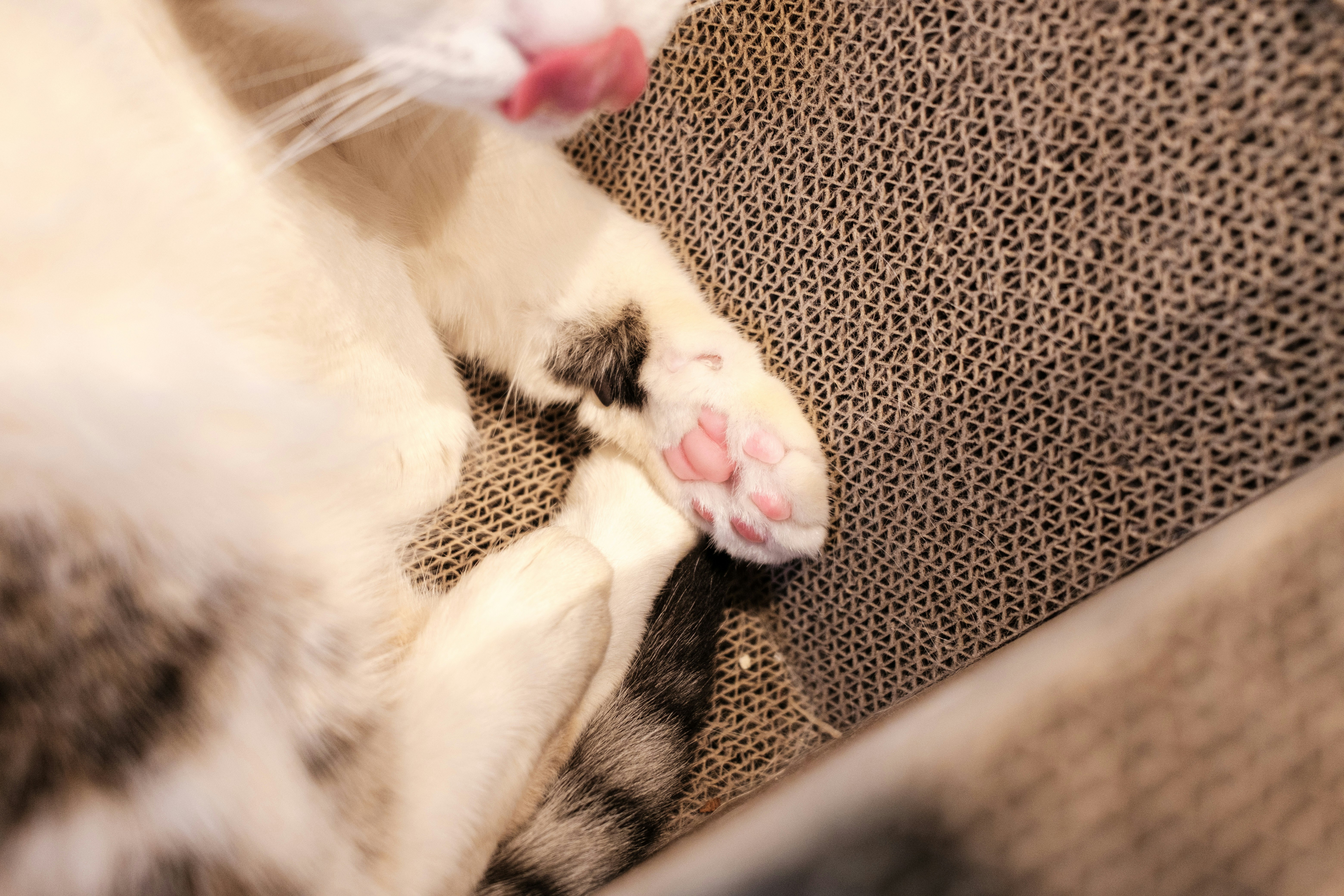 猫が肉球を見せてじゃれている様子