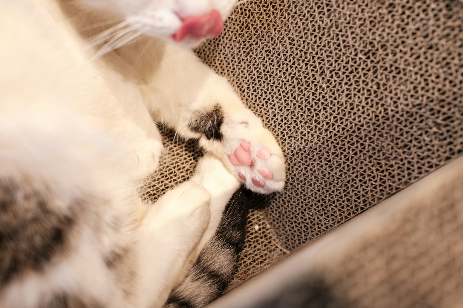 Primo piano della zampa e della lingua di un gatto