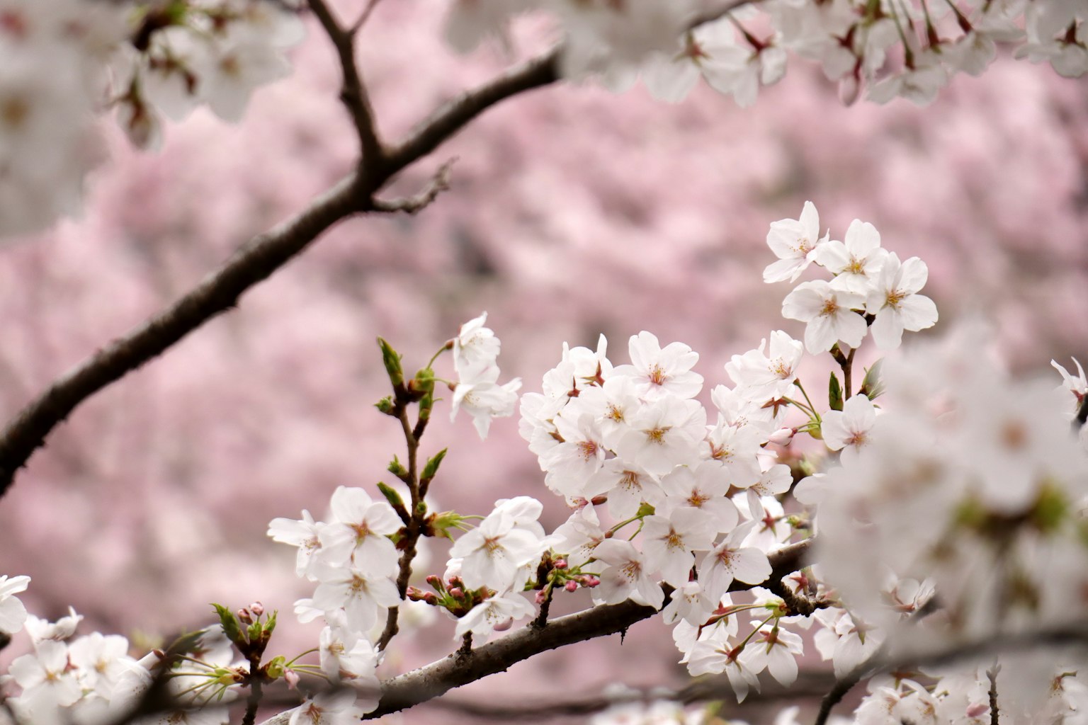 Primo piano di fiori di ciliegio su rami con uno sfondo rosa tenue