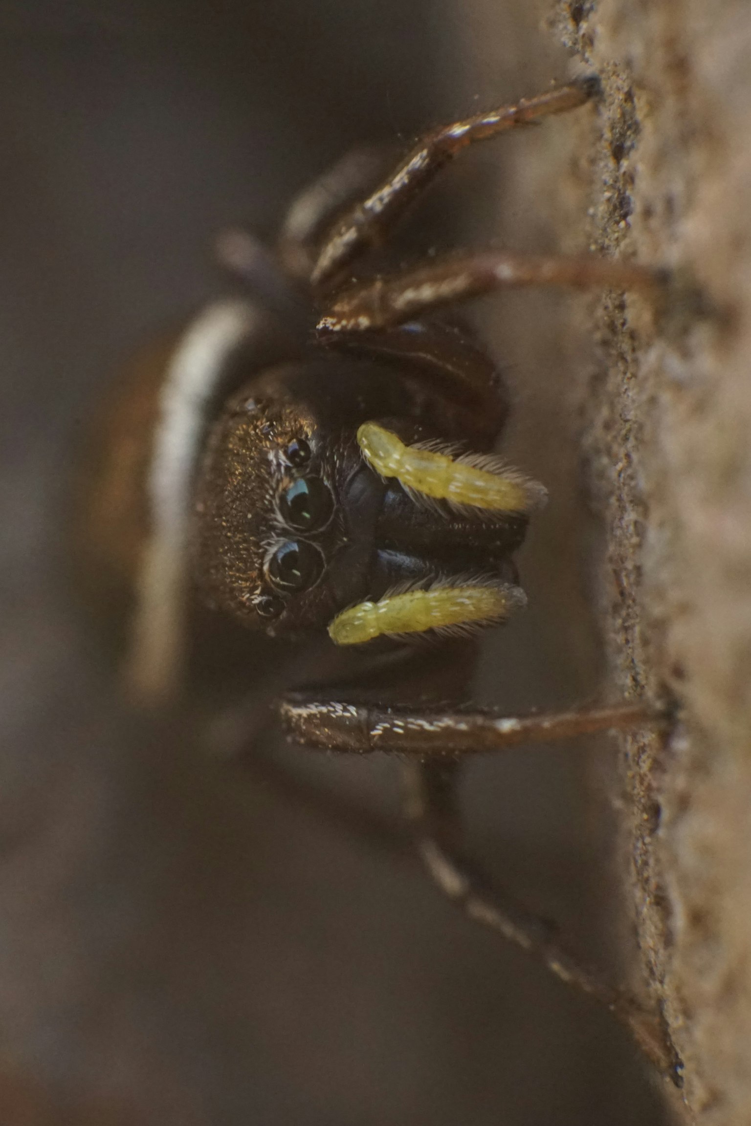 Image en gros plan d'un insecte avec des motifs corporels complexes des yeux jaunes et un corps brun reposant sur une surface