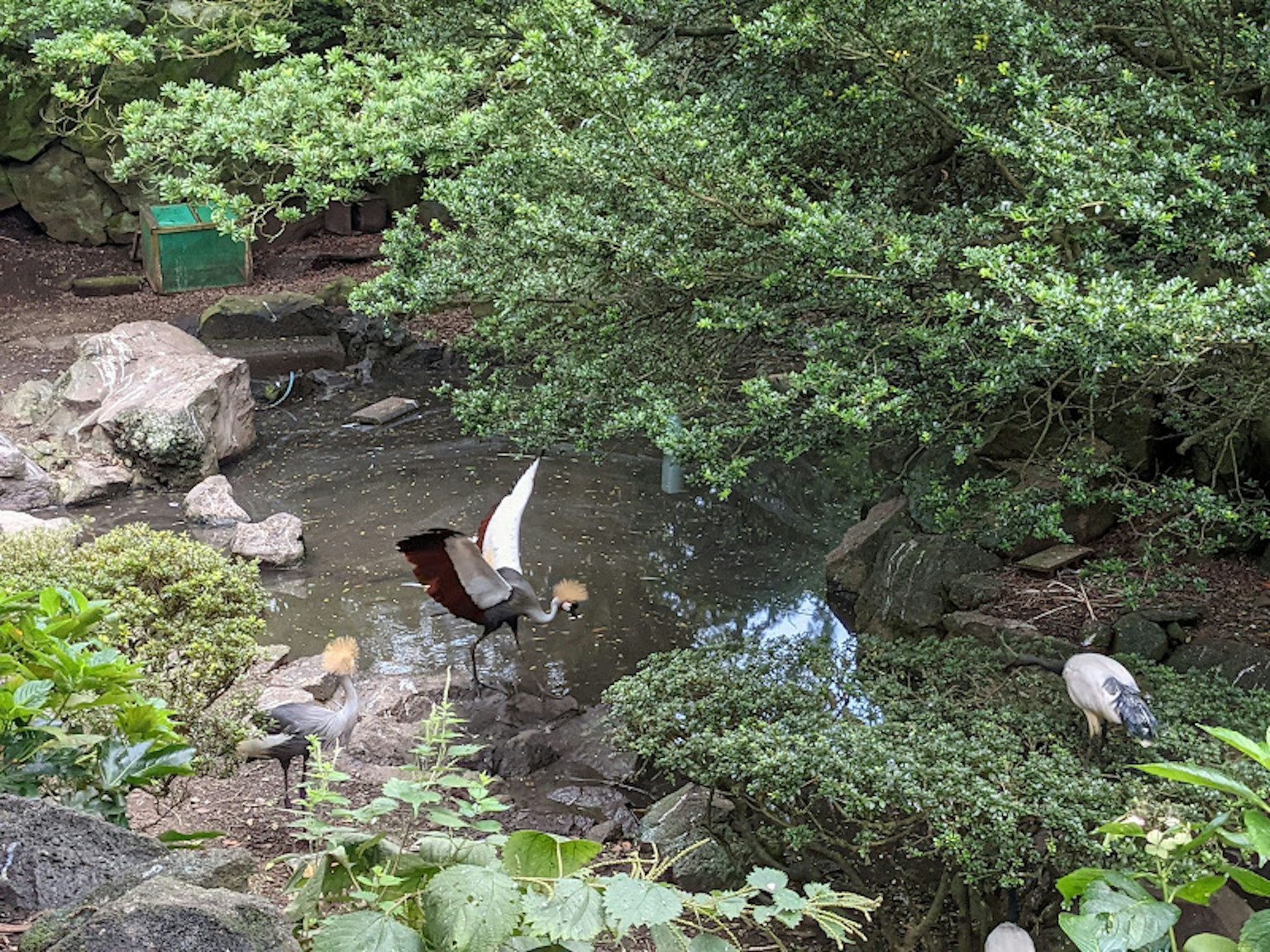 Ein ruhiger Teich umgeben von üppigem Grün mit Vögeln am Wasser