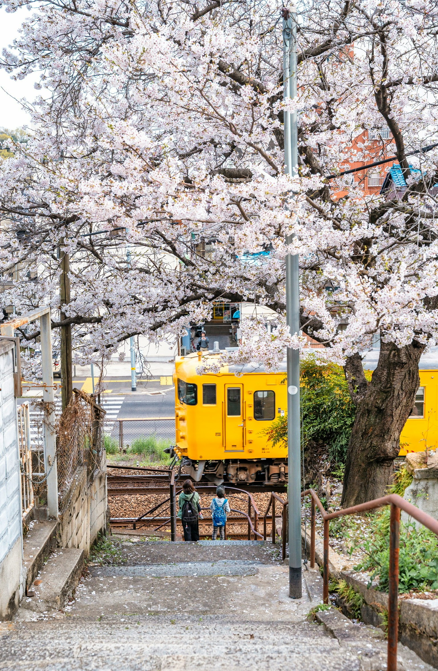 Pemandangan dengan kereta kuning di bawah pohon sakura dan dua orang