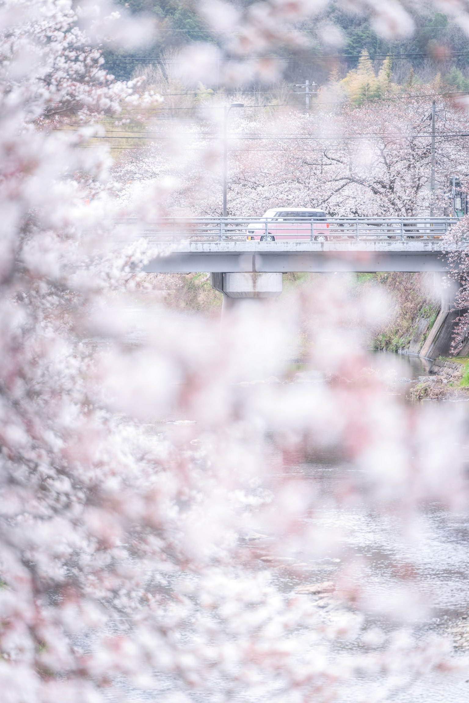 Vista sfocata di un ponte circondato da ciliegi in fiore