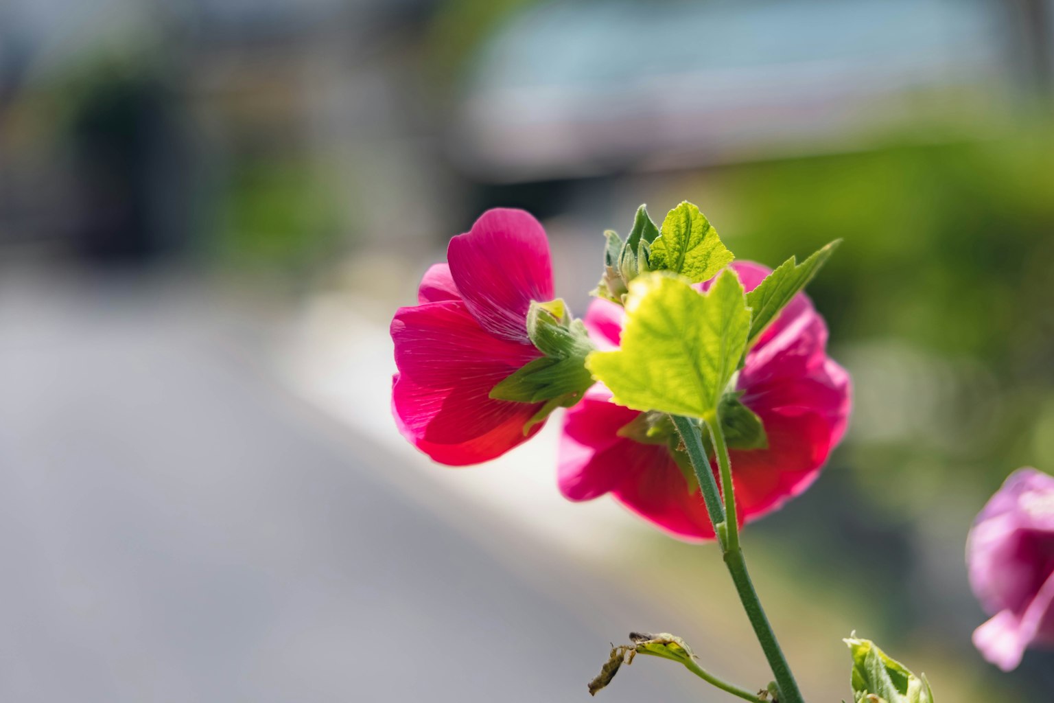 Close-up of a vibrant pink flower with green leaves