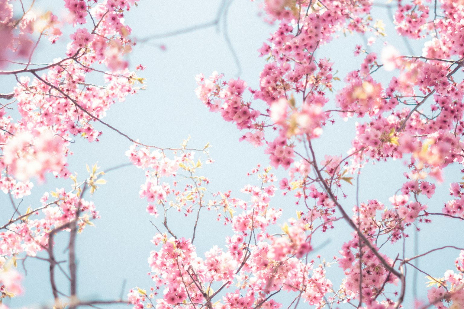 Cherry blossom flowers blooming against a blue sky