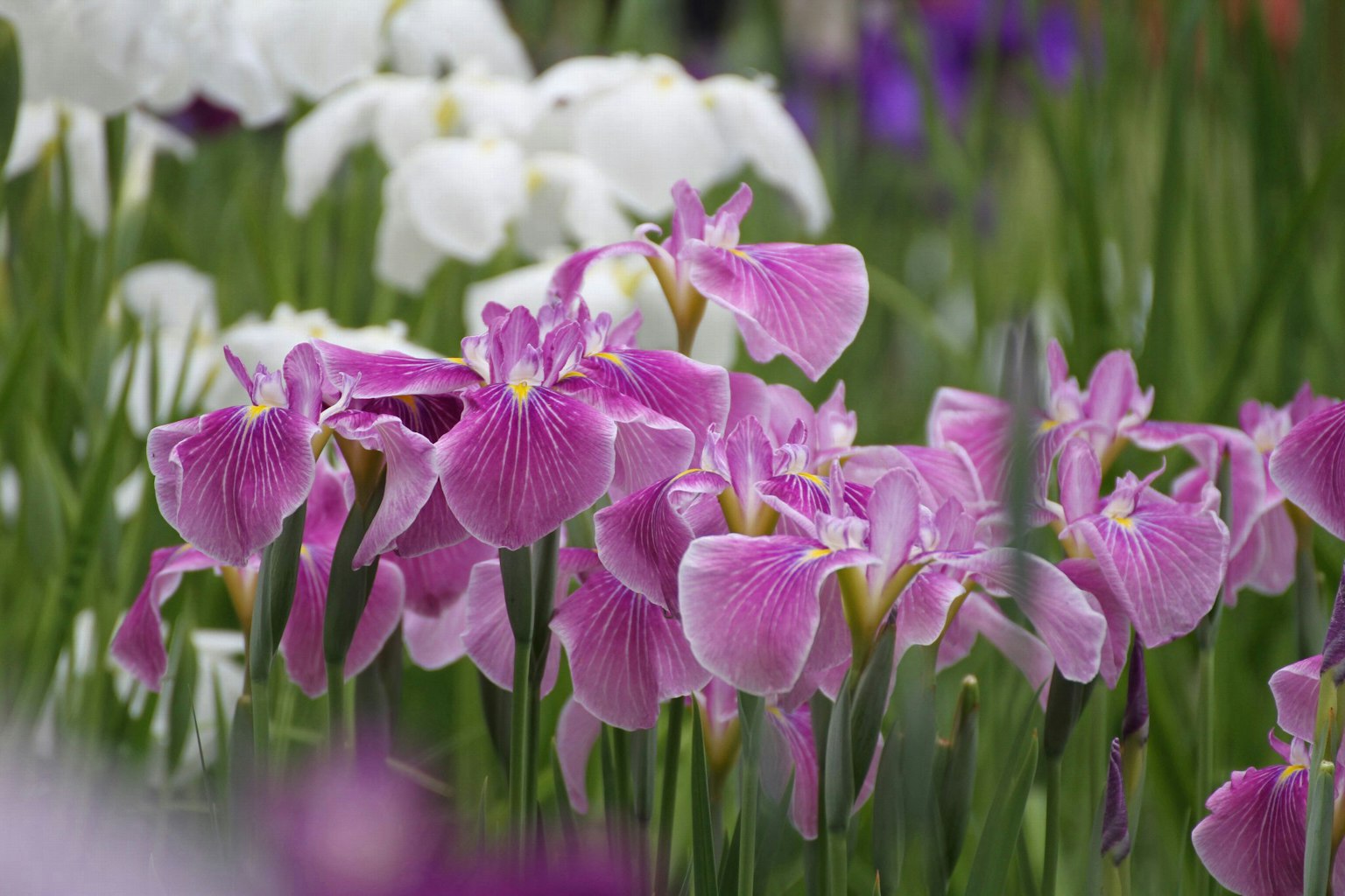 ดอกไม้สีม่วงและขาวสดใสในสวนที่สวยงาม