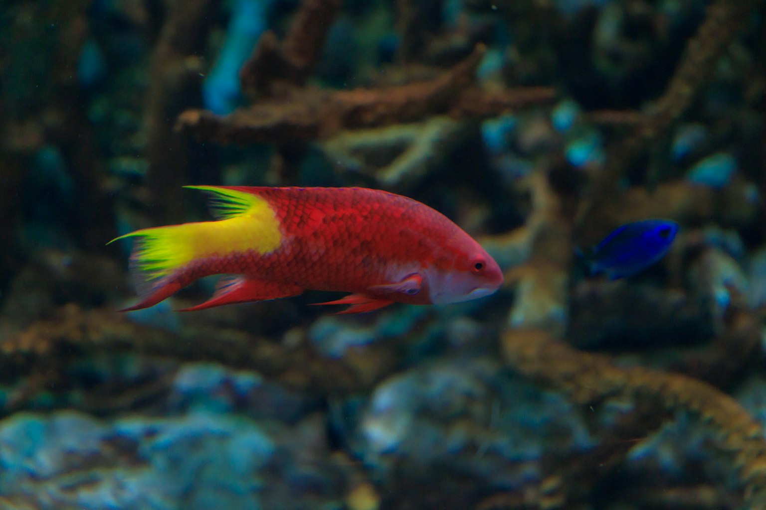 Ein Fisch mit rotem Körper und gelbem Schwanz schwimmt unter Wasser
