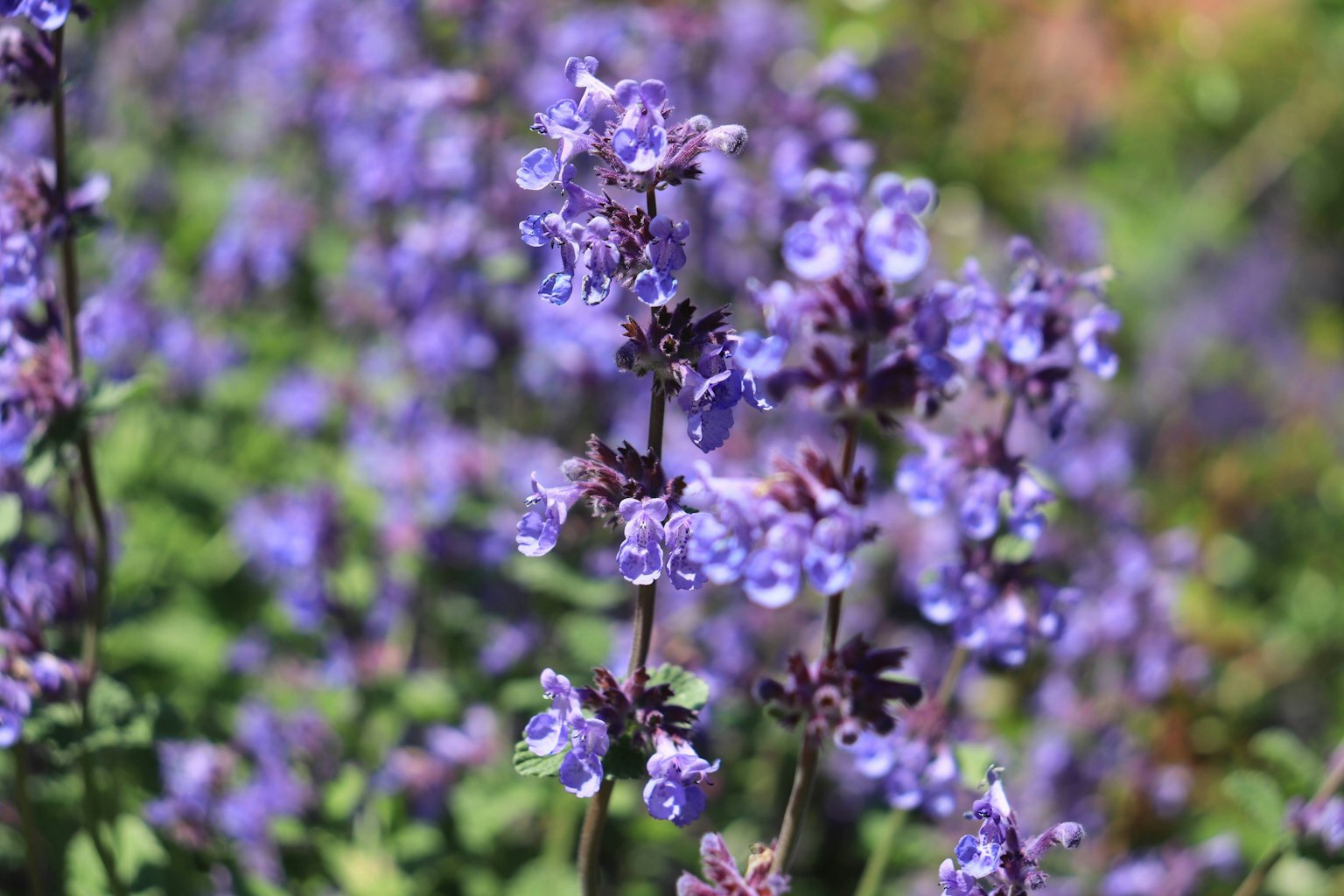 Fiori viola vivaci che fioriscono su uno sfondo di foglie verdi