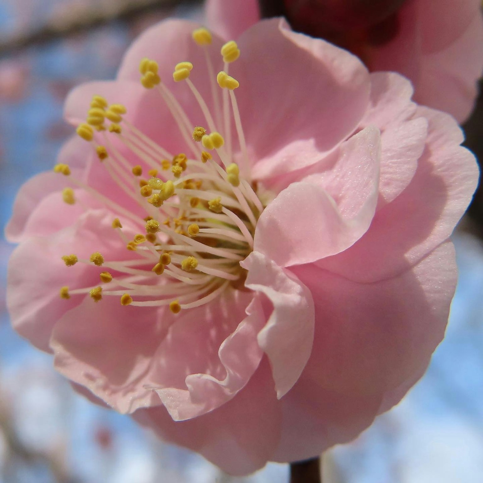 Primo piano di un fiore di pruno rosa con petali delicati