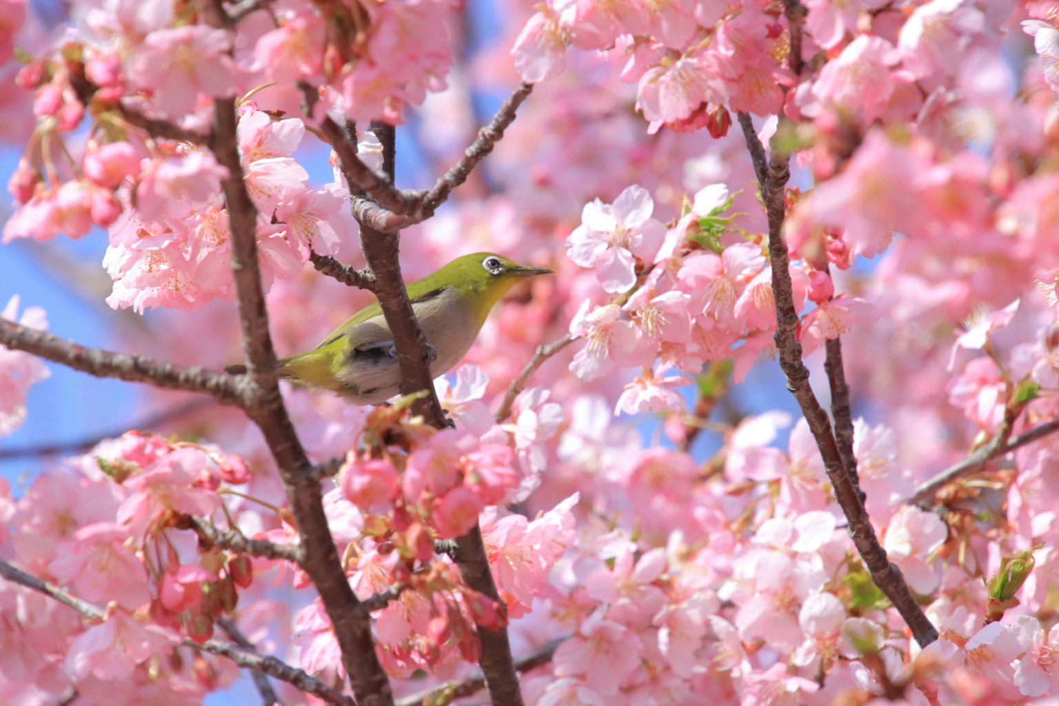 Un petit oiseau perché parmi les fleurs de cerisier au printemps
