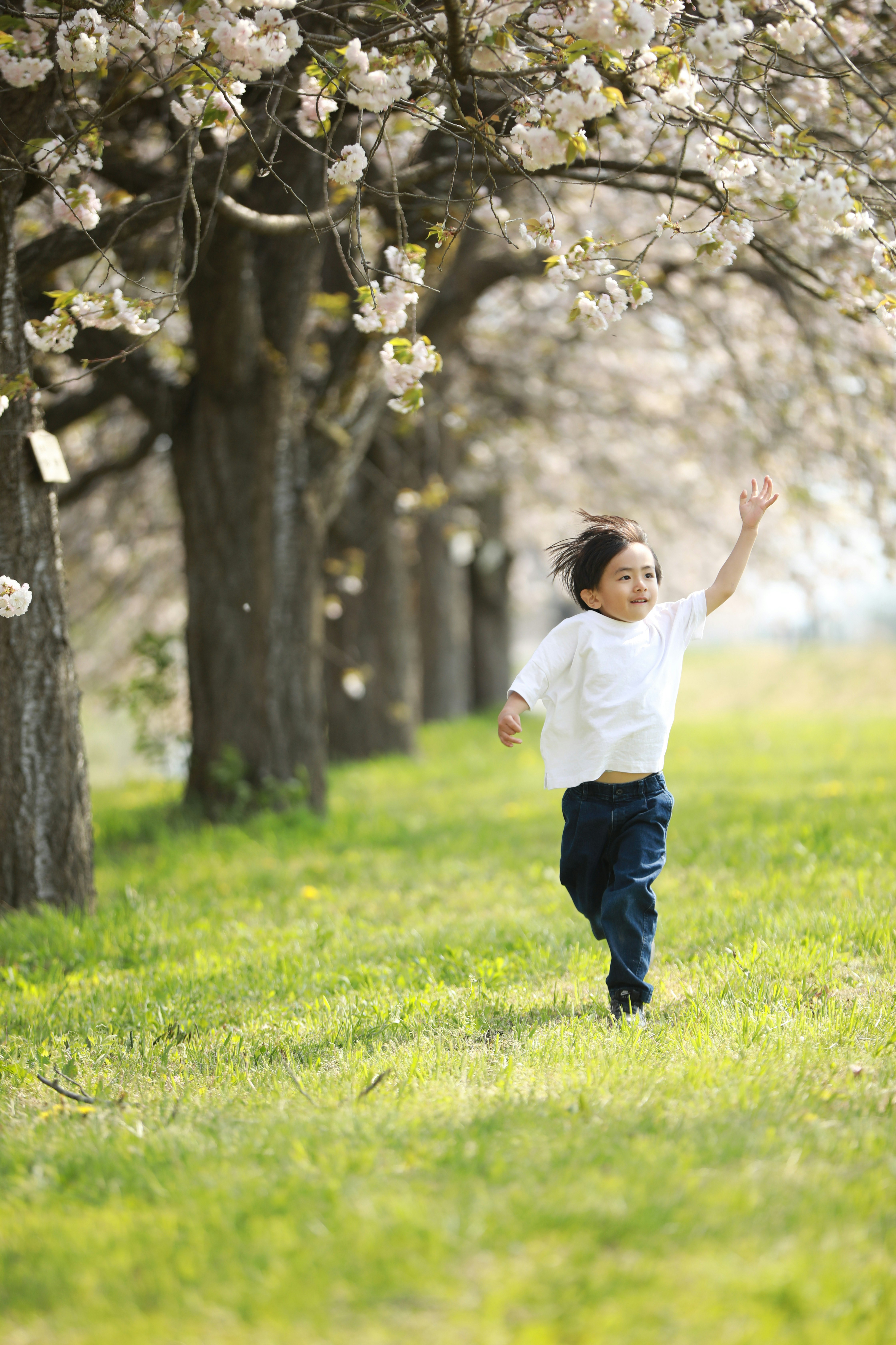 桜の並木道を走る子どもの姿