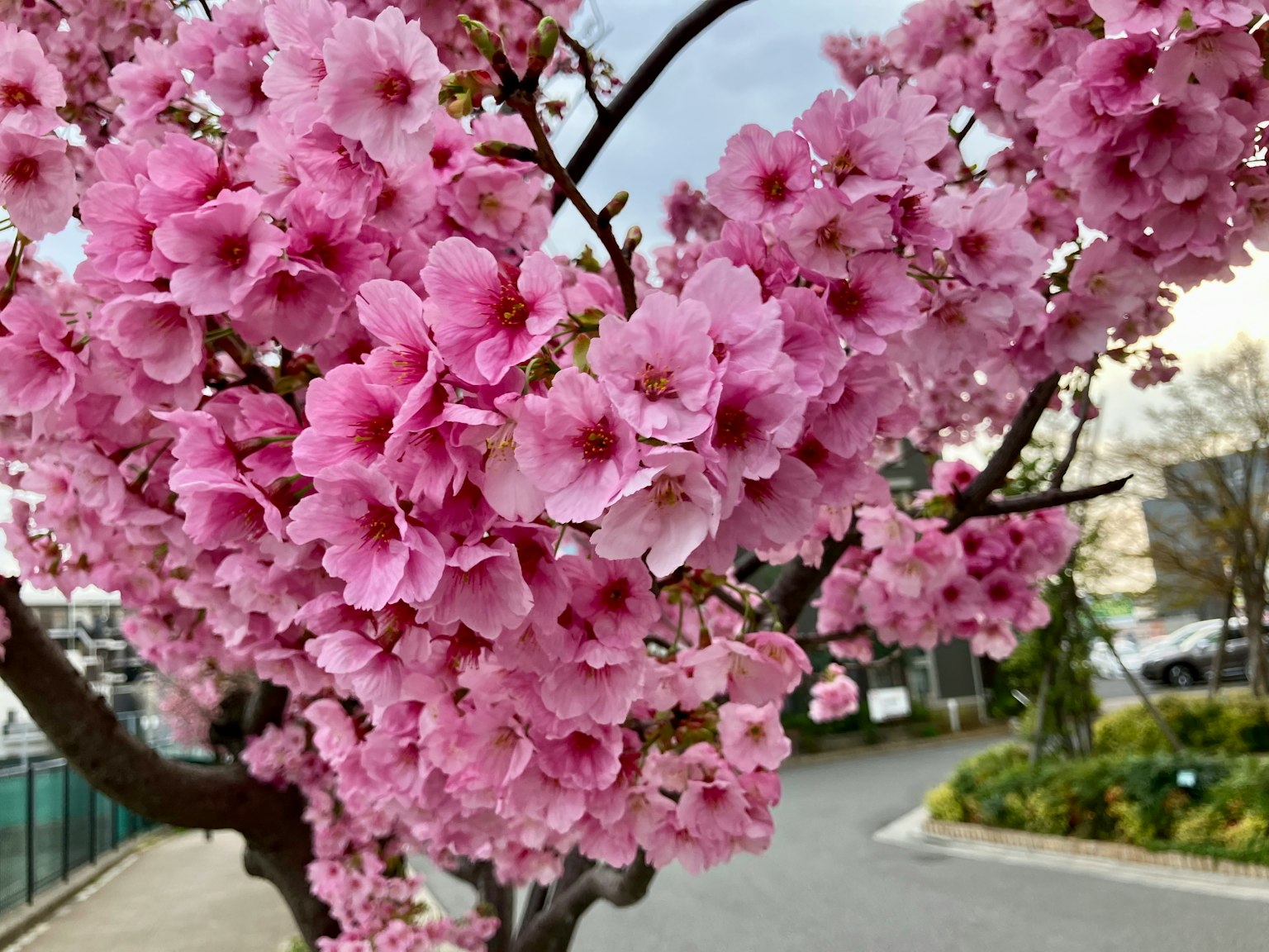 Primo piano di un albero di ciliegio con fiori rosa in piena fioritura