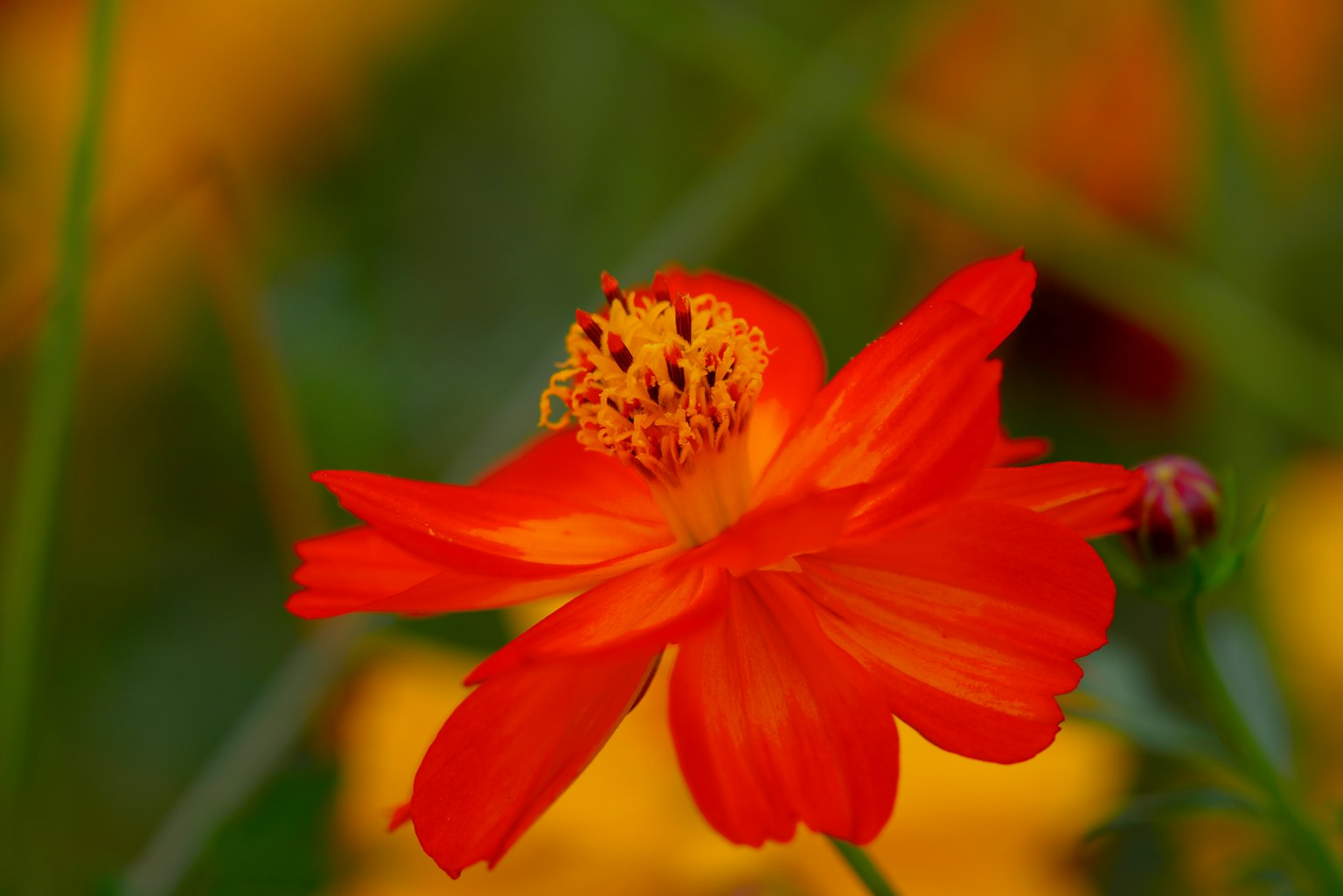 Lebendige orange Blume vor grünem Hintergrund