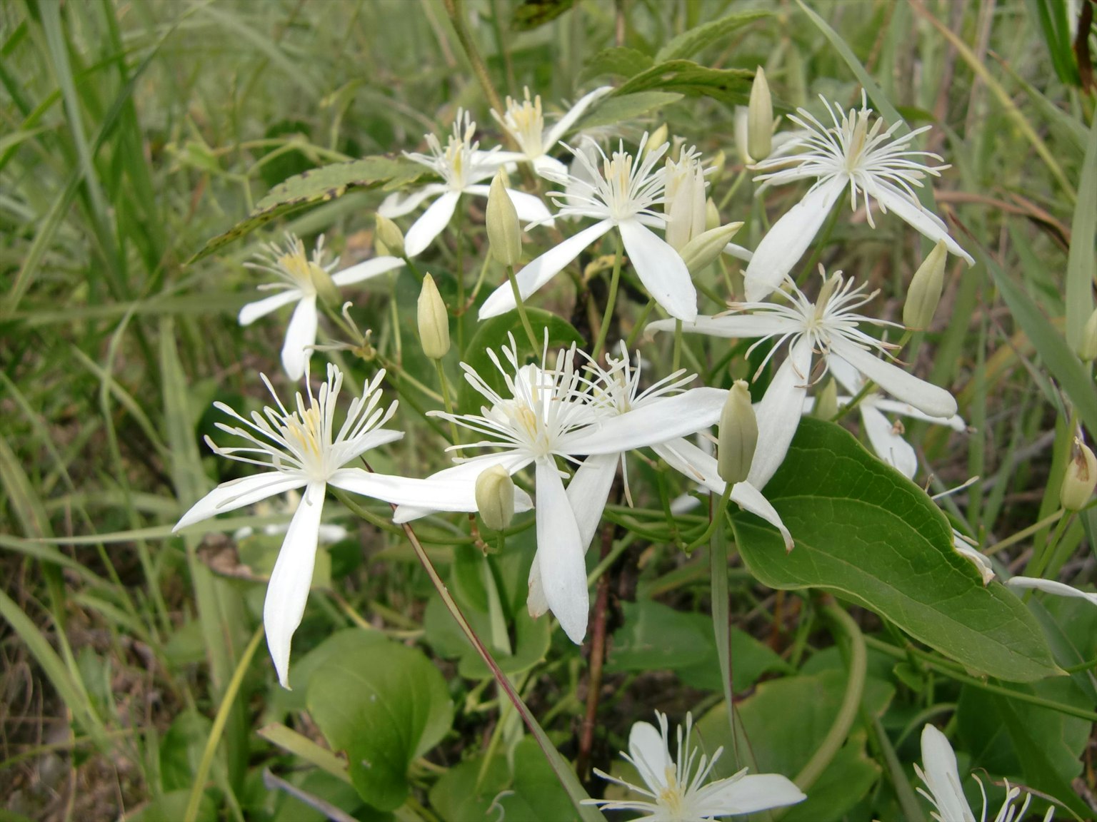 Cluster von weißen Blumen, die in einem grasbewachsenen Bereich blühen