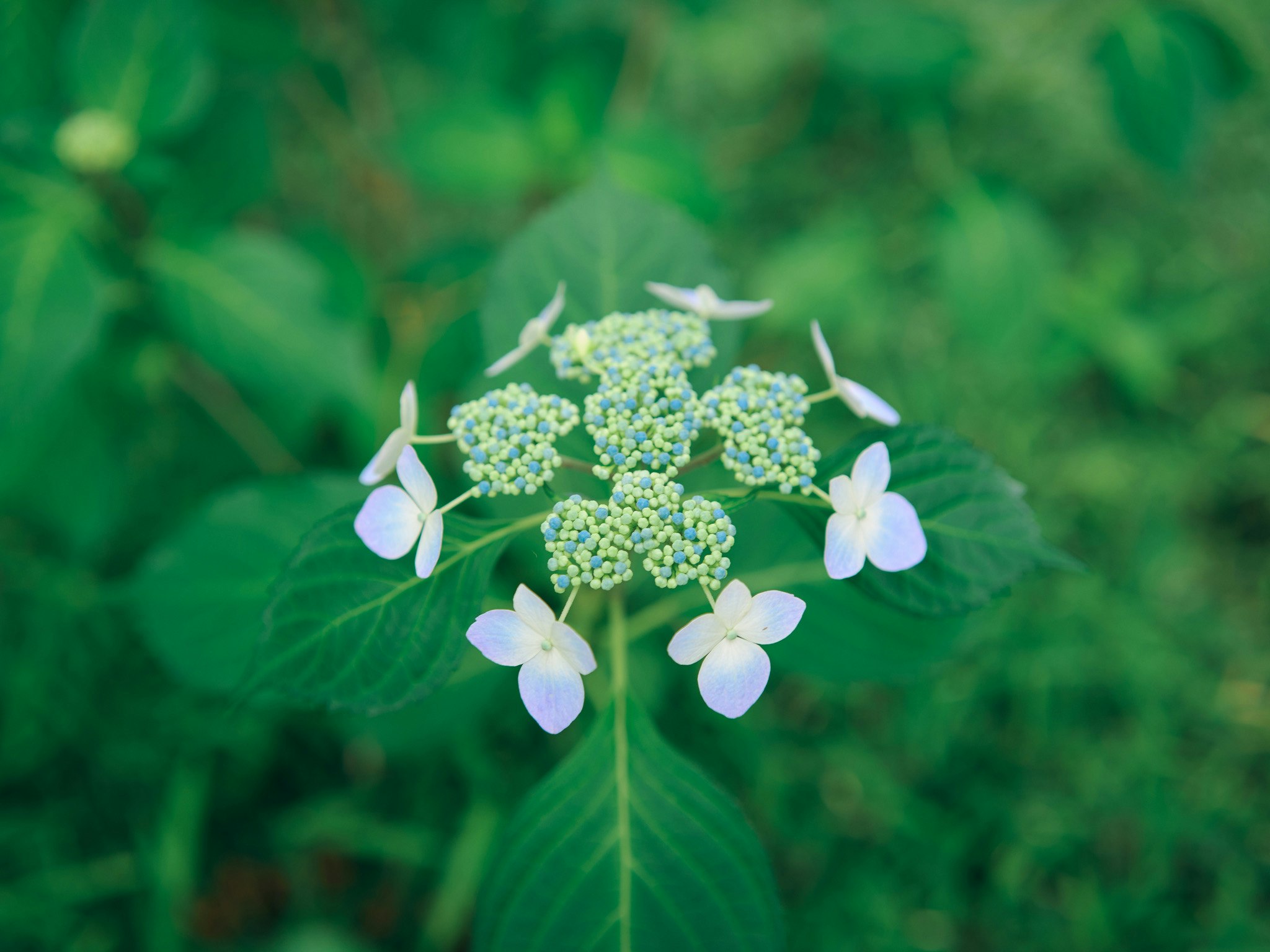 アジサイのガク咲きの花と緑の背景