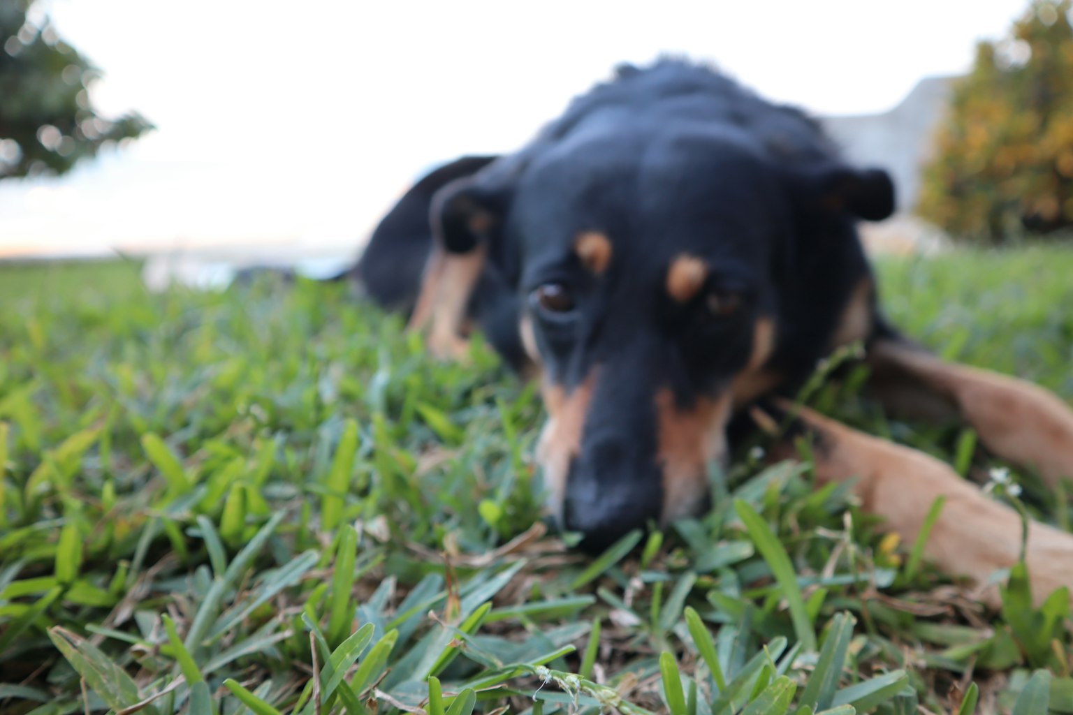 Close-up anjing hitam berbaring di rumput
