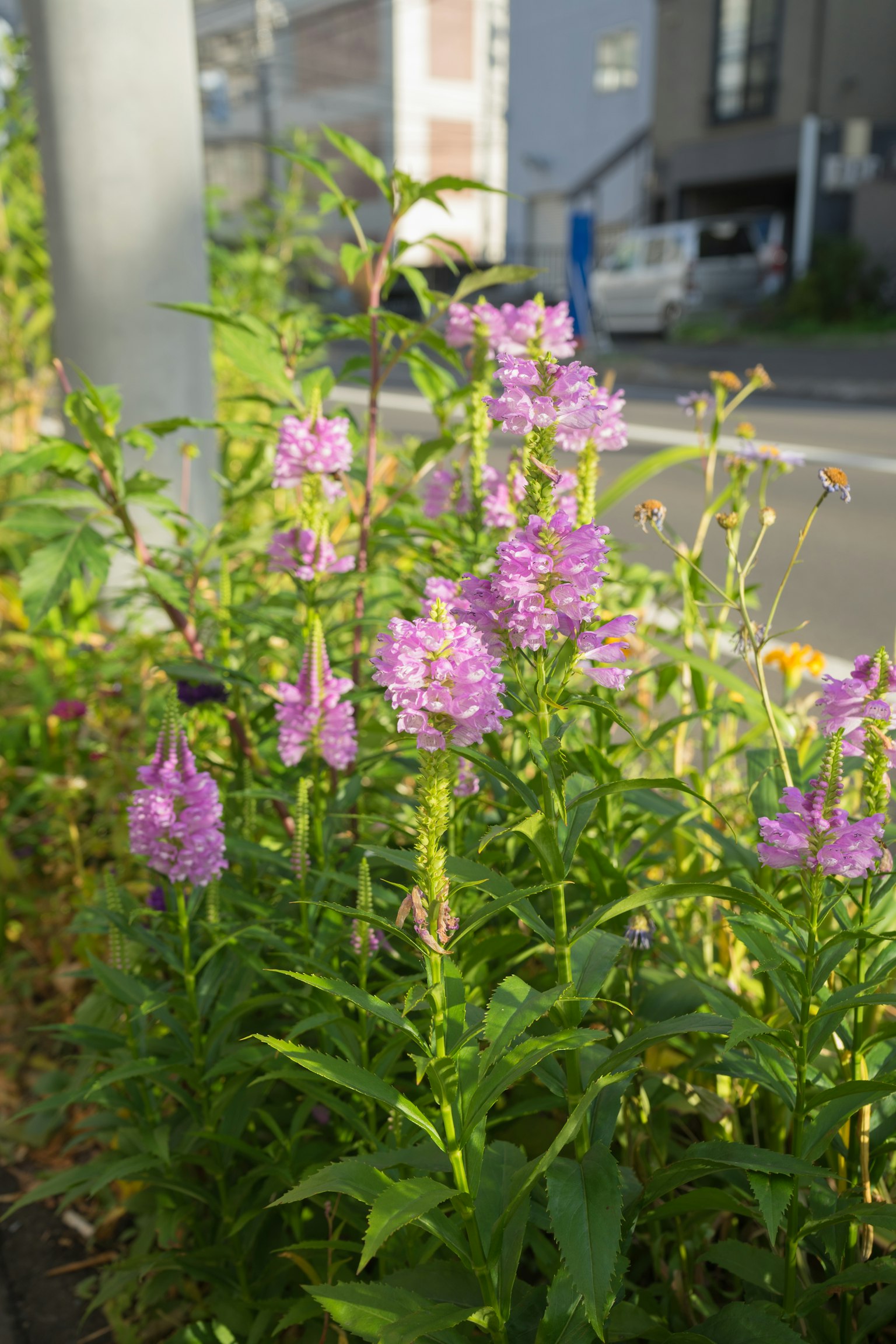 Purple flowers blooming alongside the road