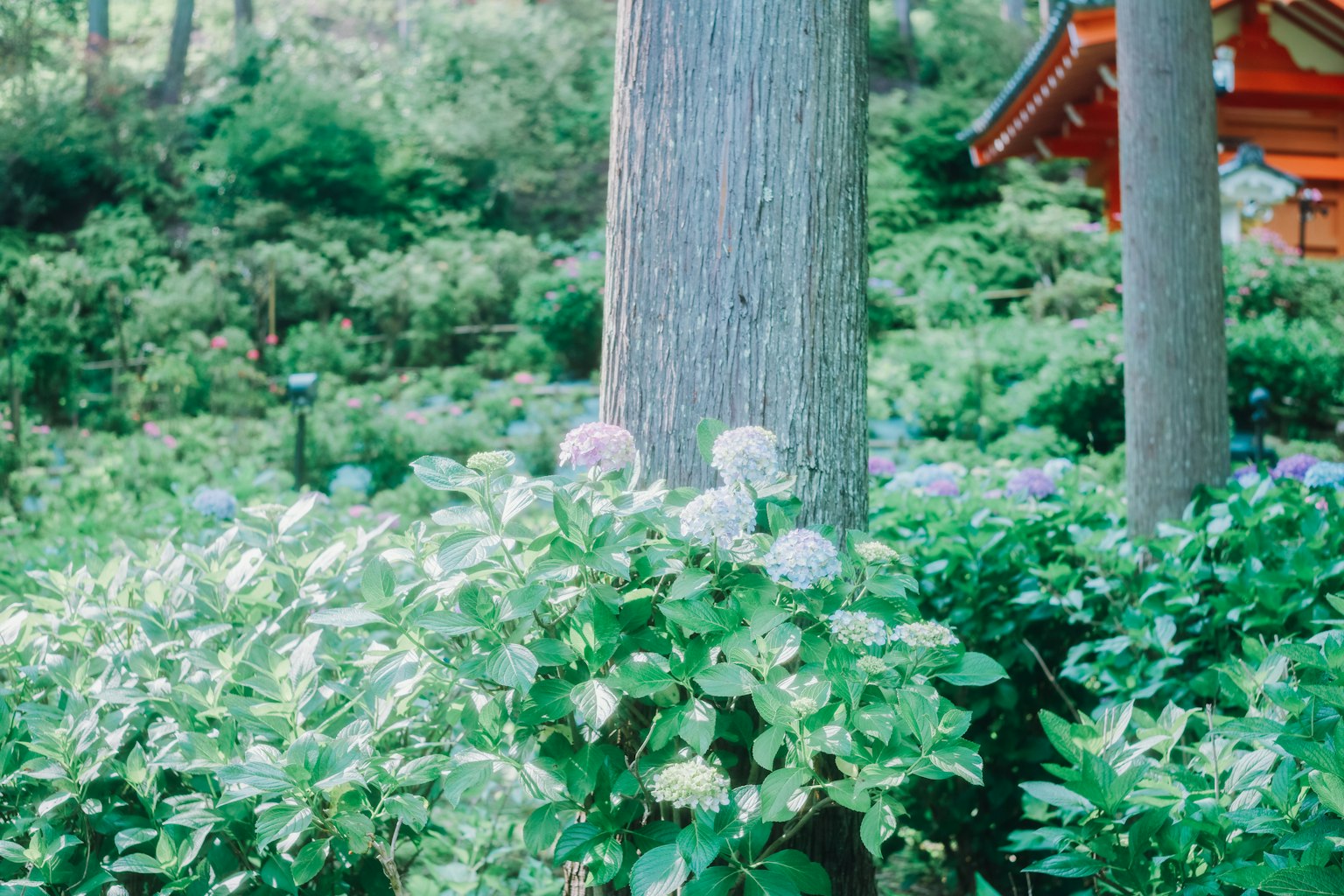Una vista pittoresca con foglie verdi e fiori viola intorno a un albero e un edificio rosso