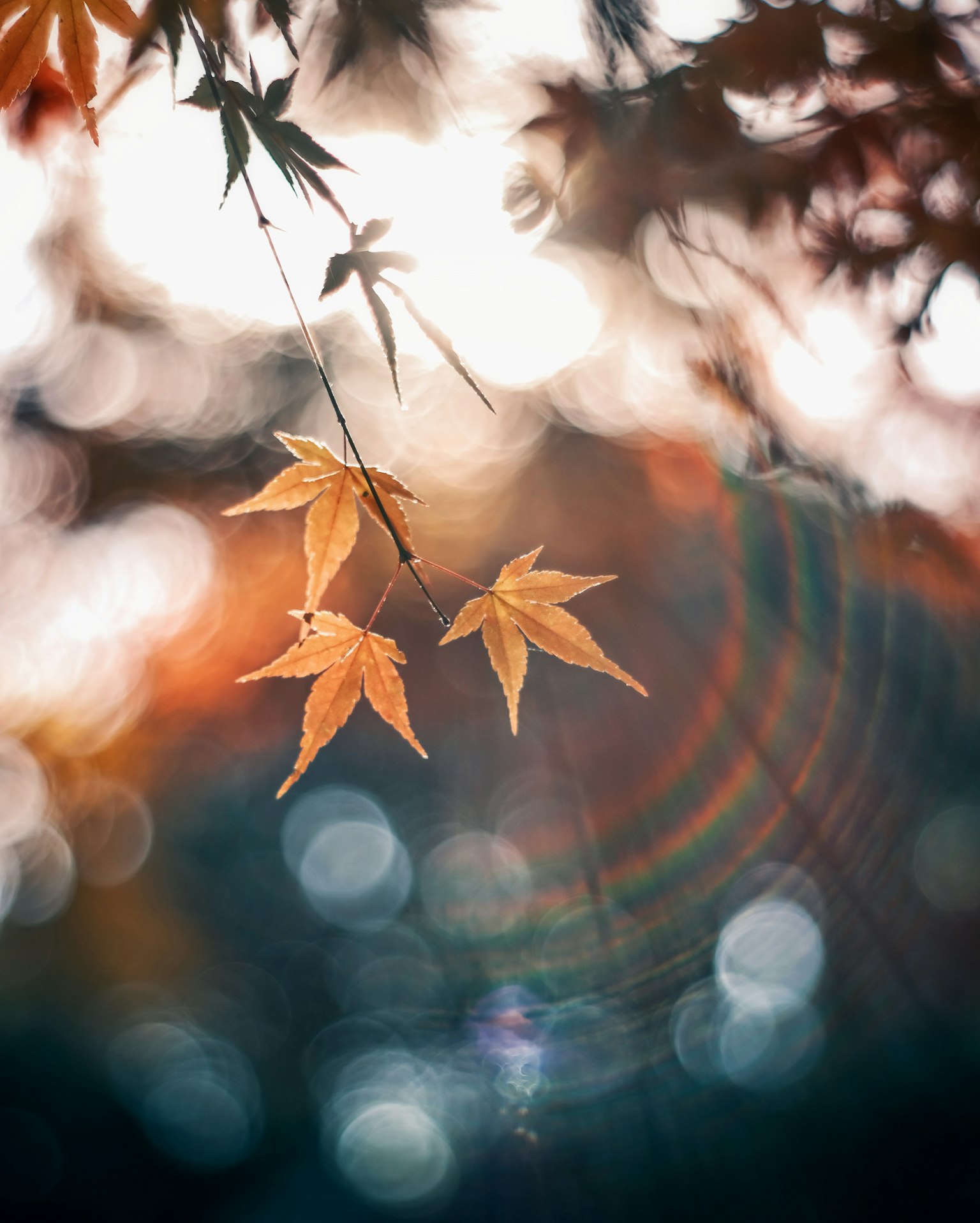 De belles feuilles d'automne brillent au soleil