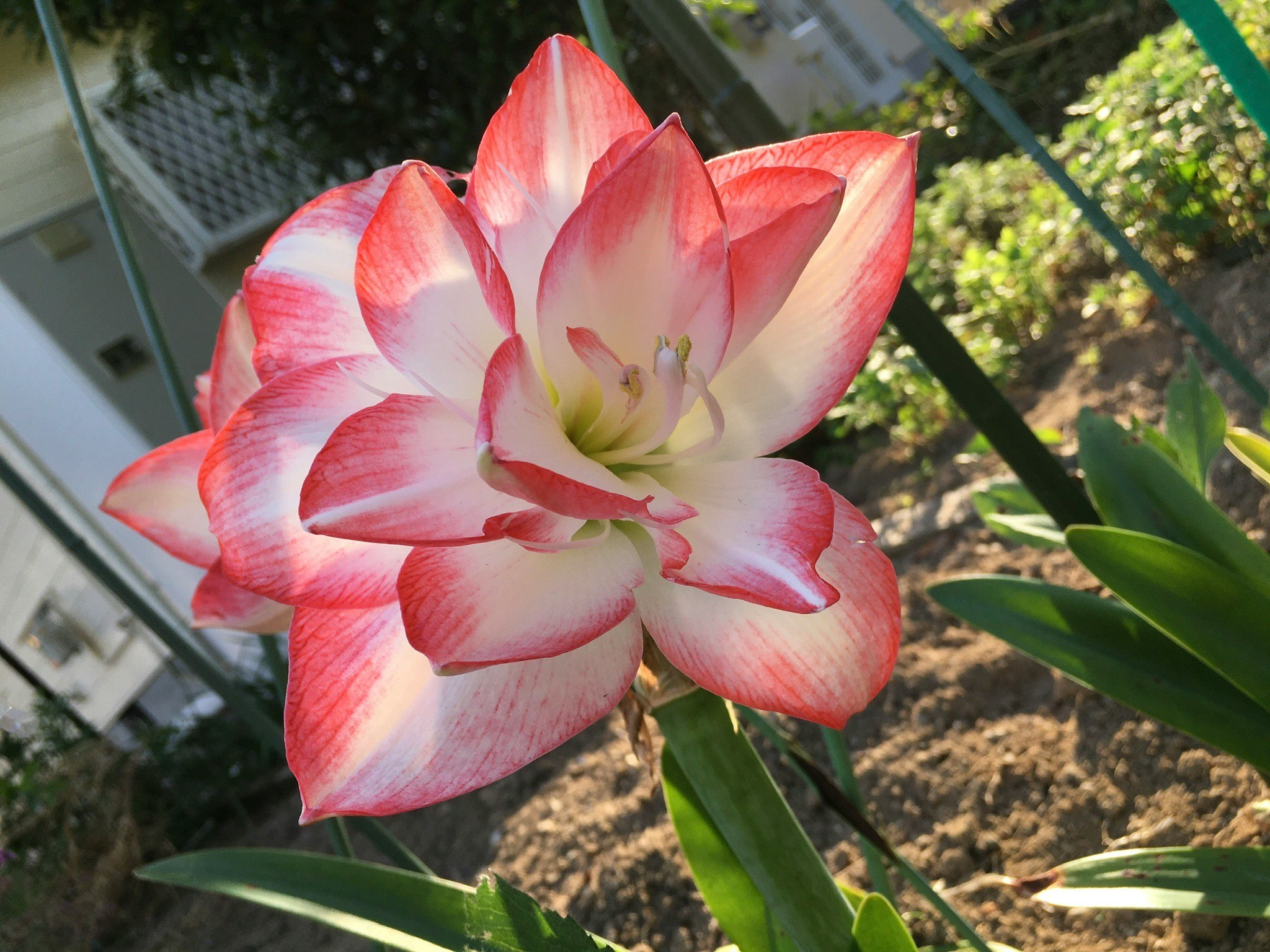 花壇に咲く赤白のアマリリスの花